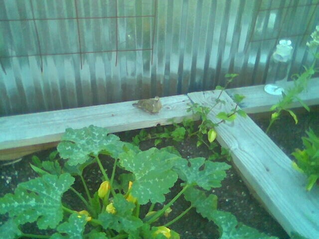 Bird hanging out in our vegetable garden