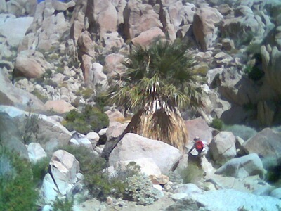 The Oasis
