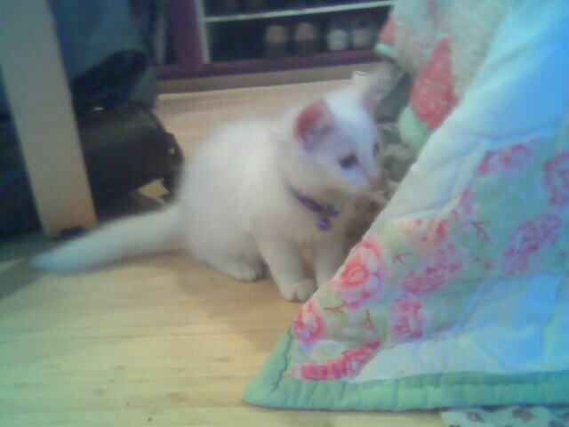 Emily, ready to pounce!