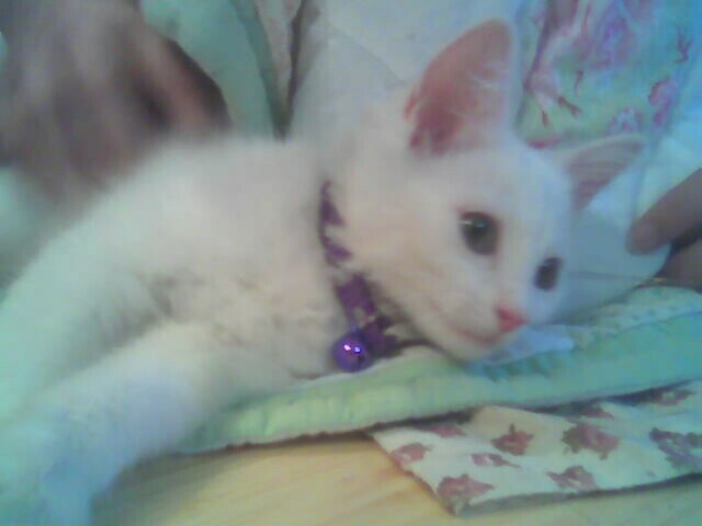 I, for one, welcome our unbearably cute kitten overlords.