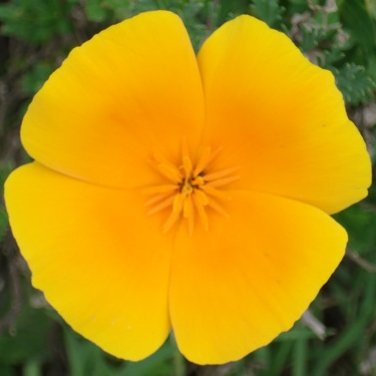 California Golden Poppy in Montaña de Oro State Park