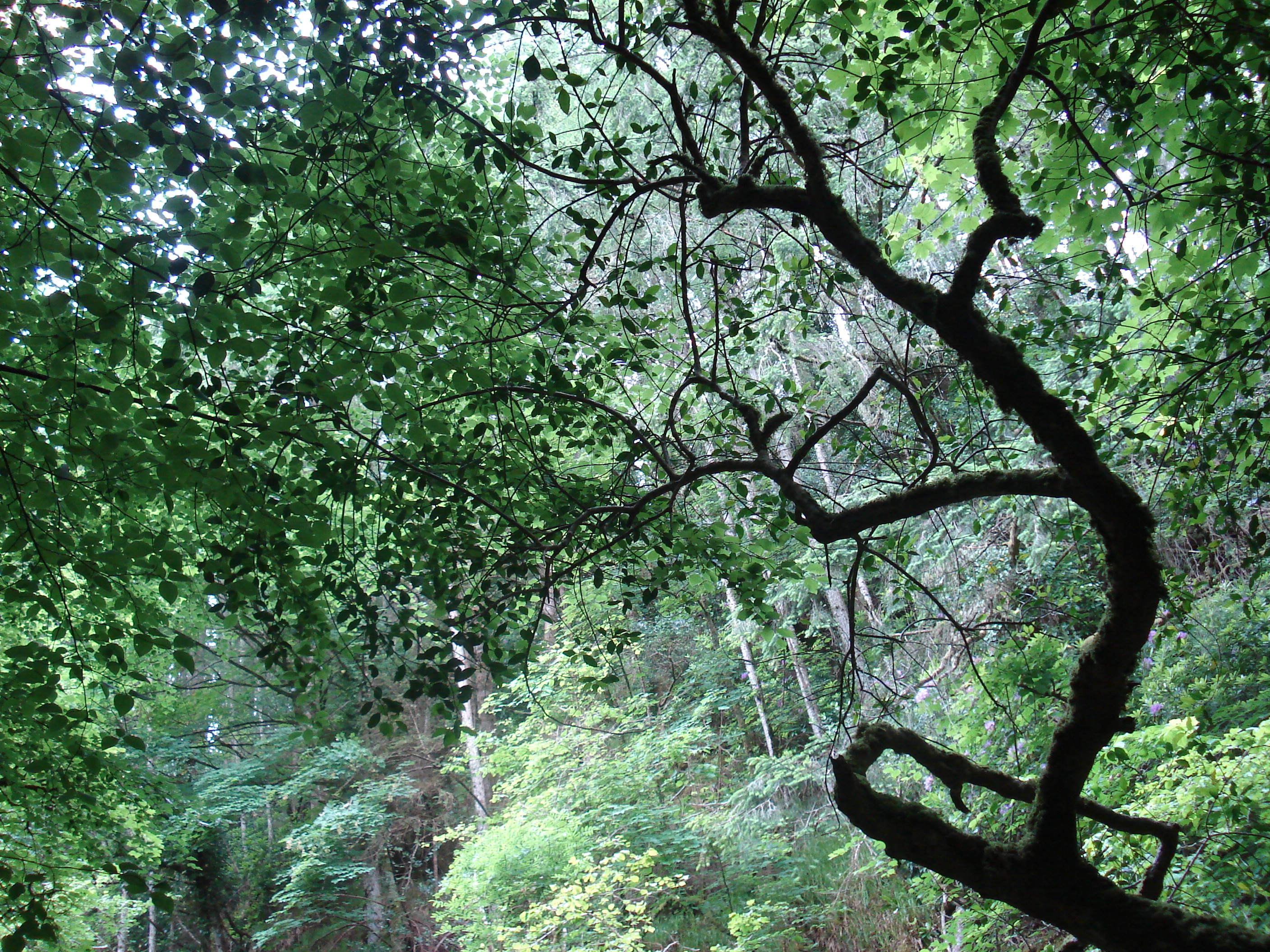 Canopy