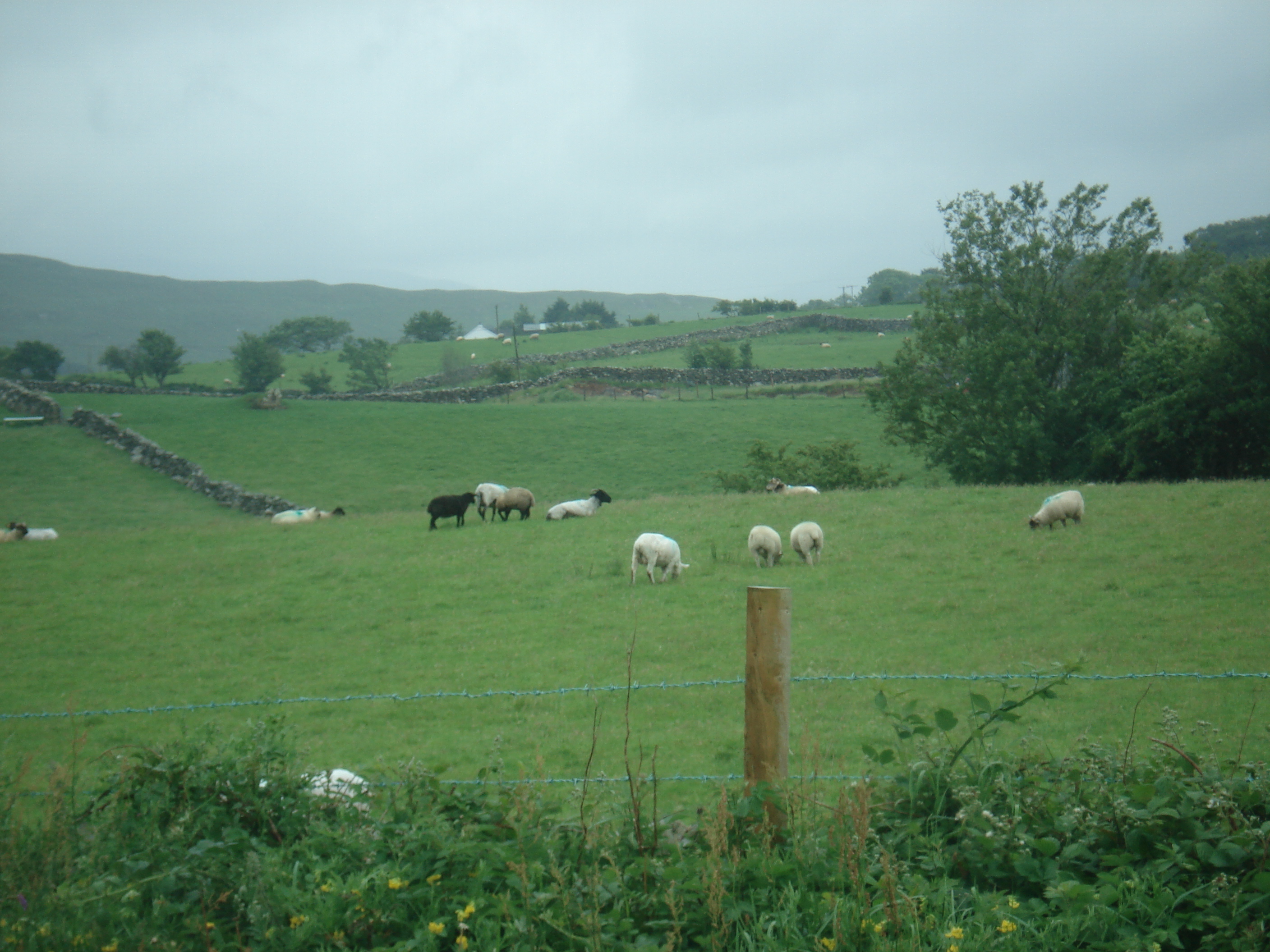 Sheep and goats