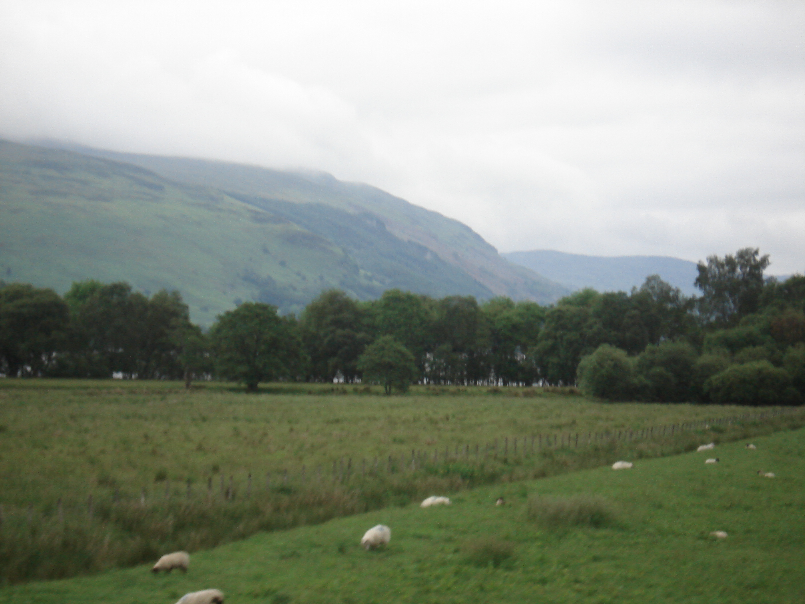 Wee hielan' sheep
