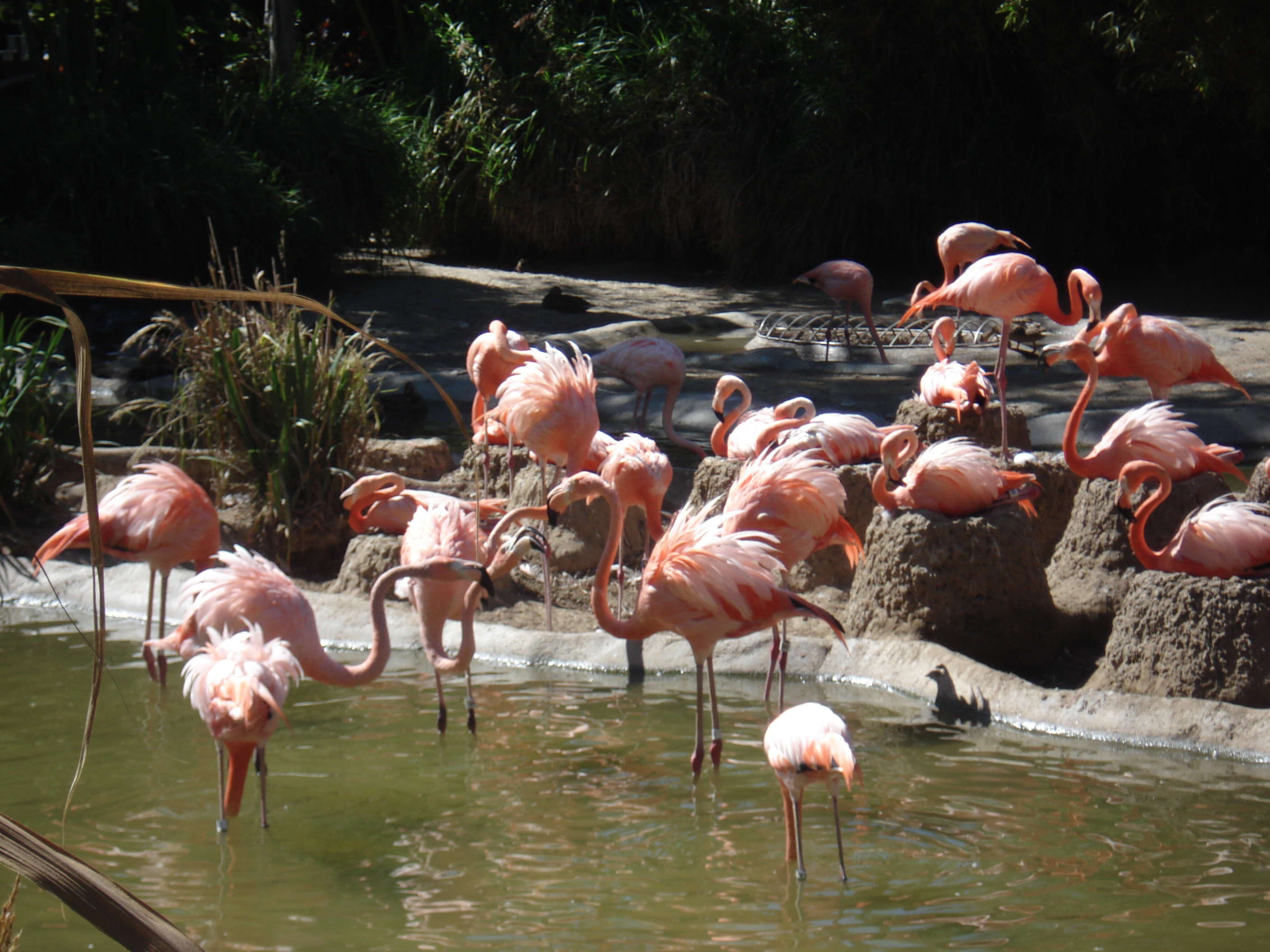 Flamingos