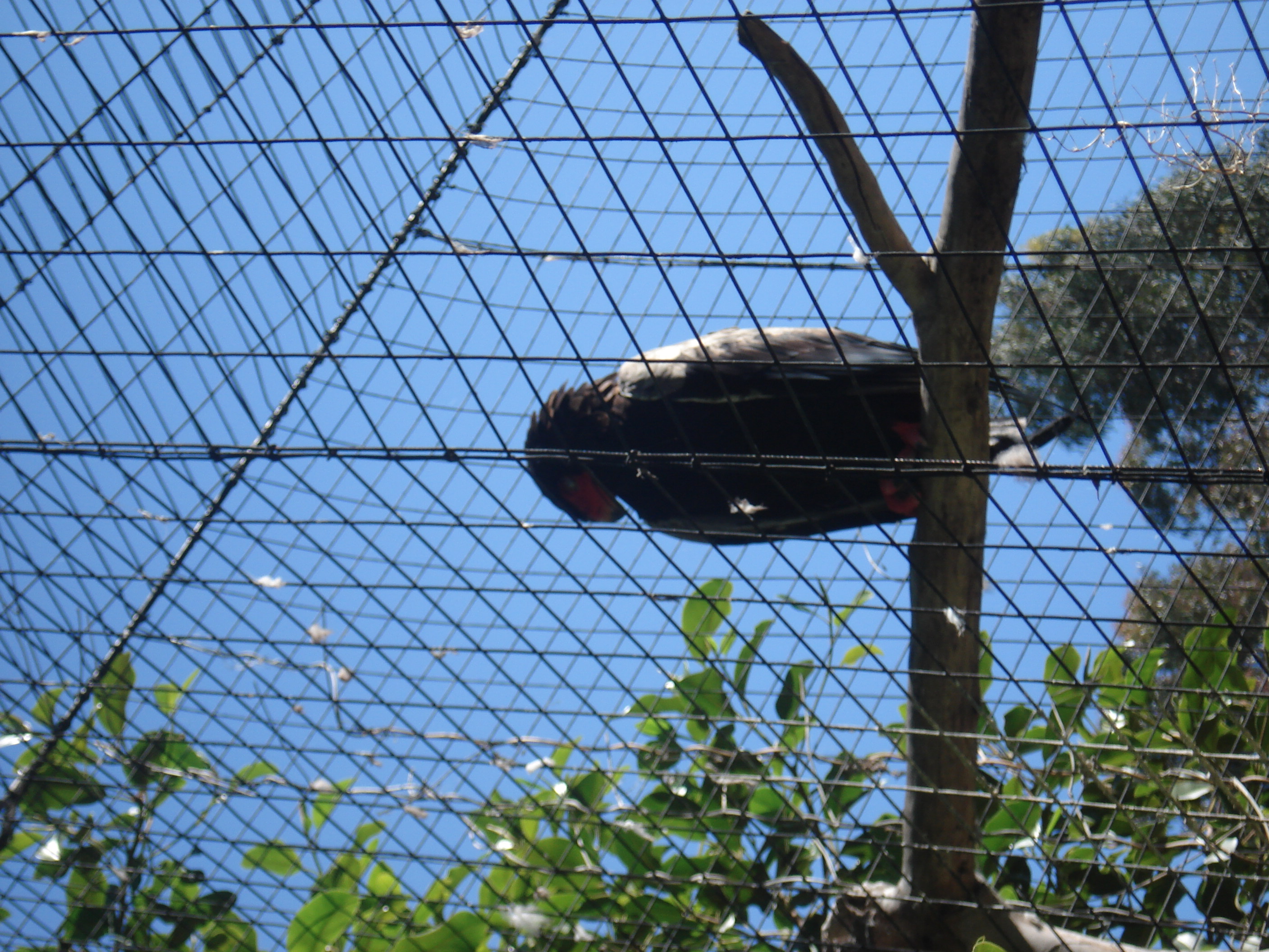 Bateleur Eagle