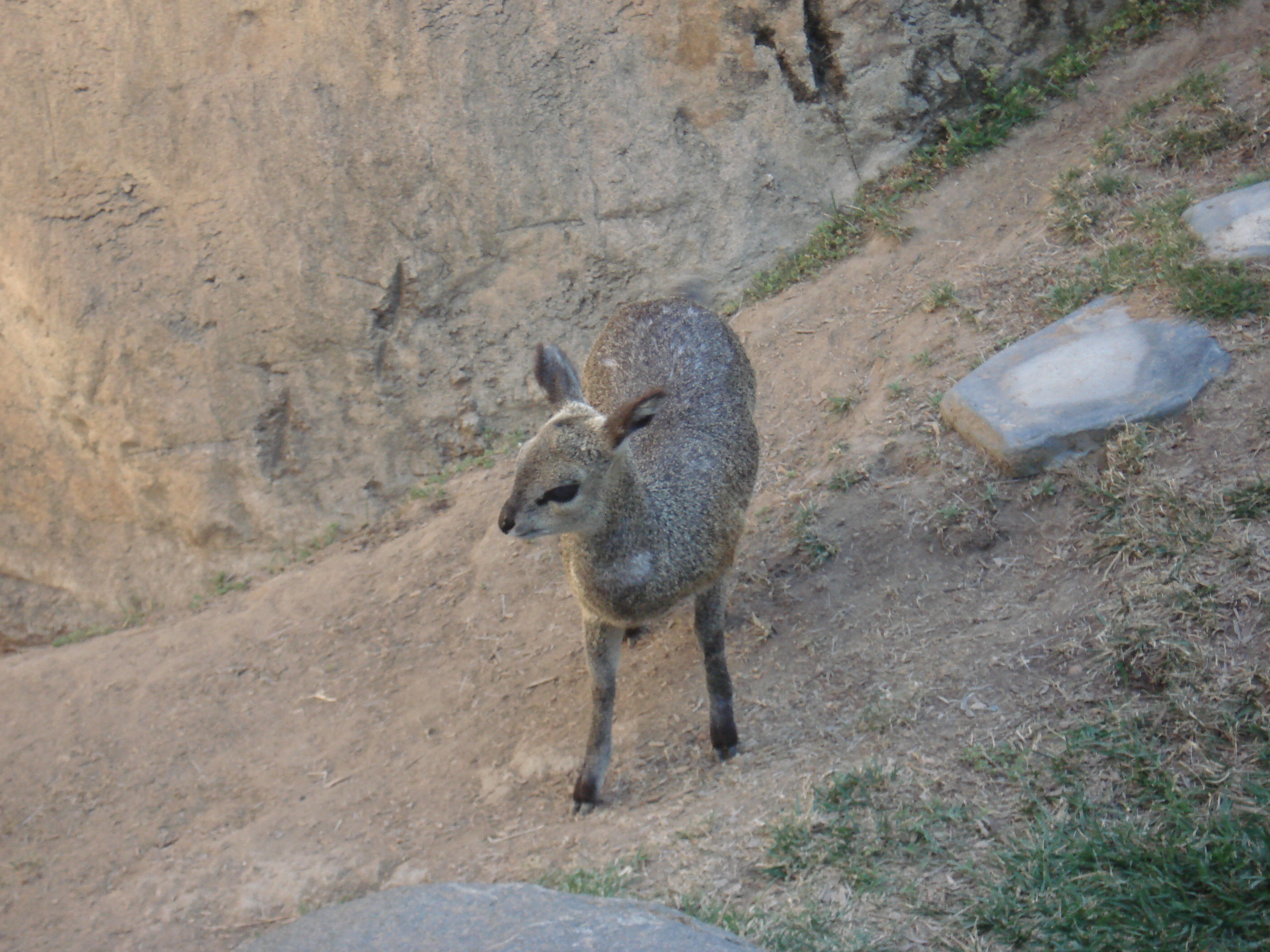 Baby animals are cute