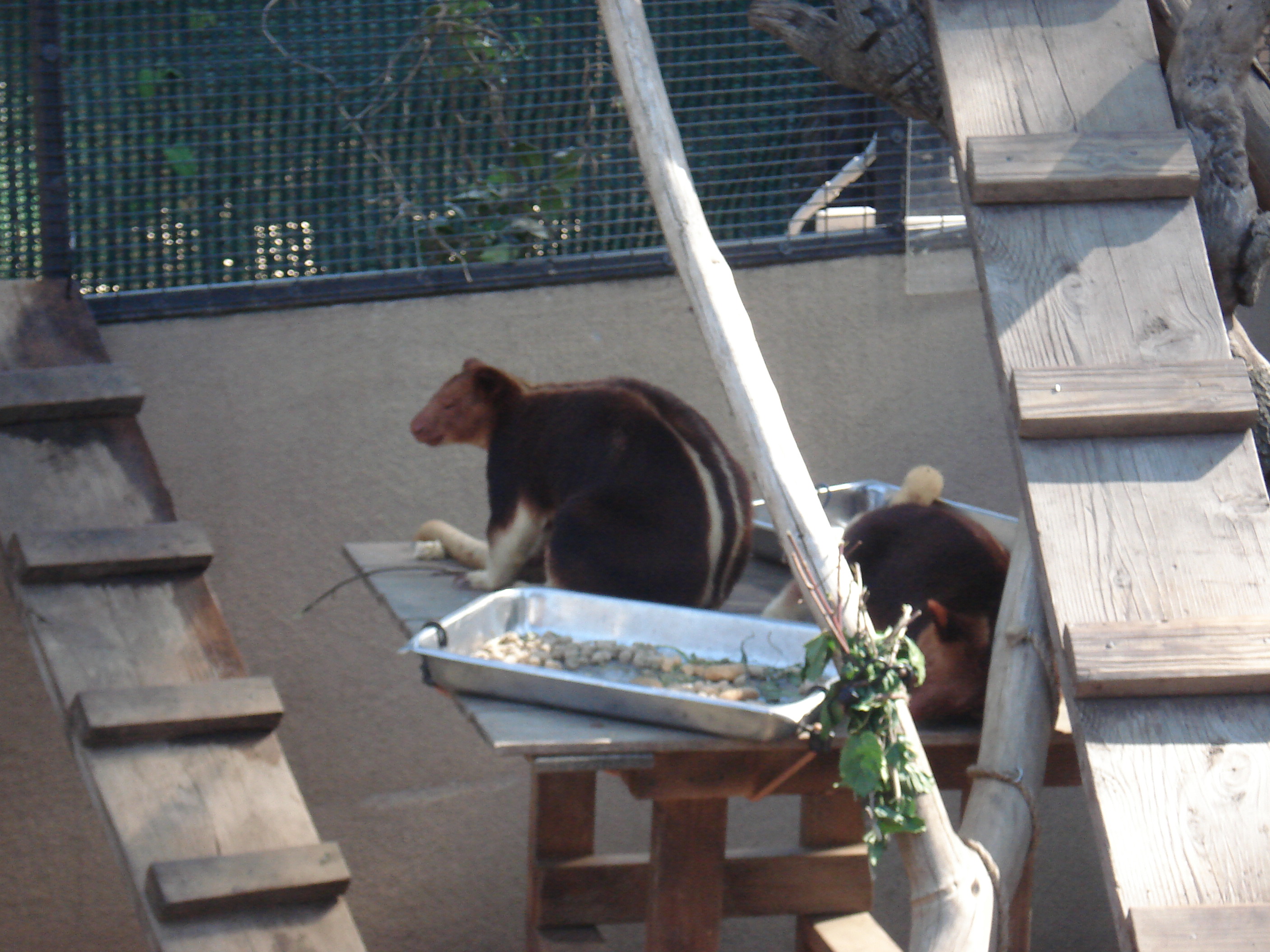 Tree kangaroos