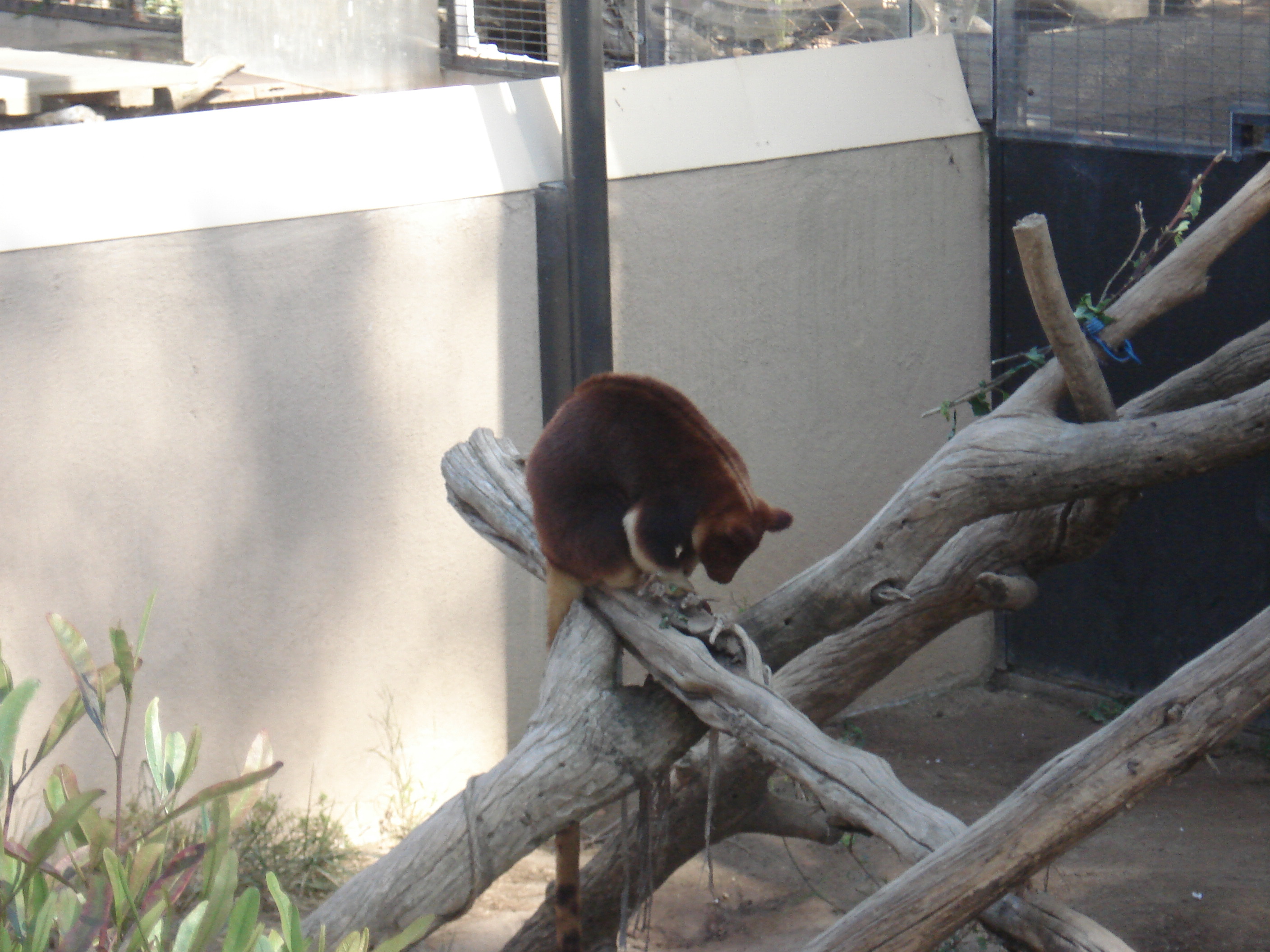 Tree kangaroo