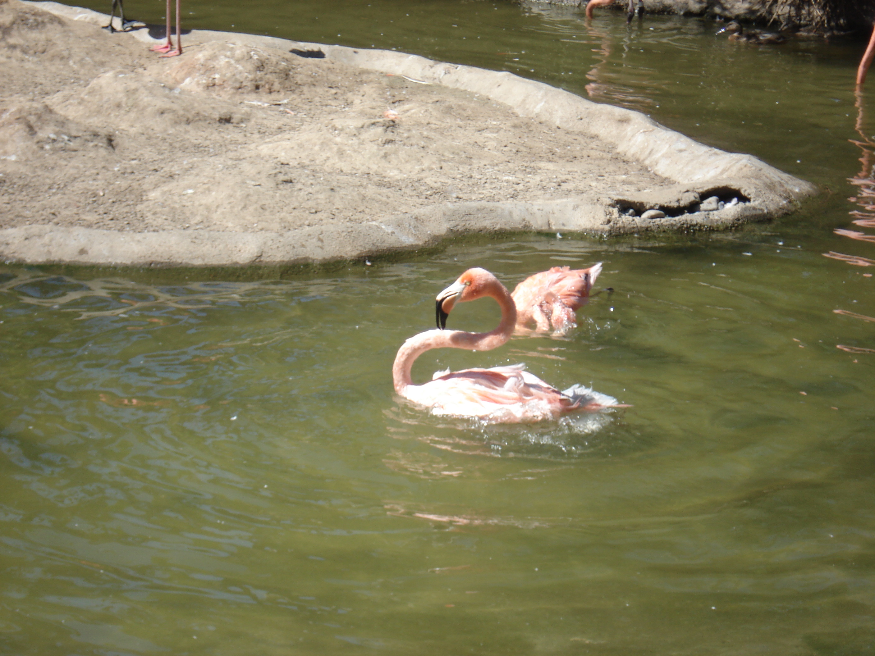 Flamingo