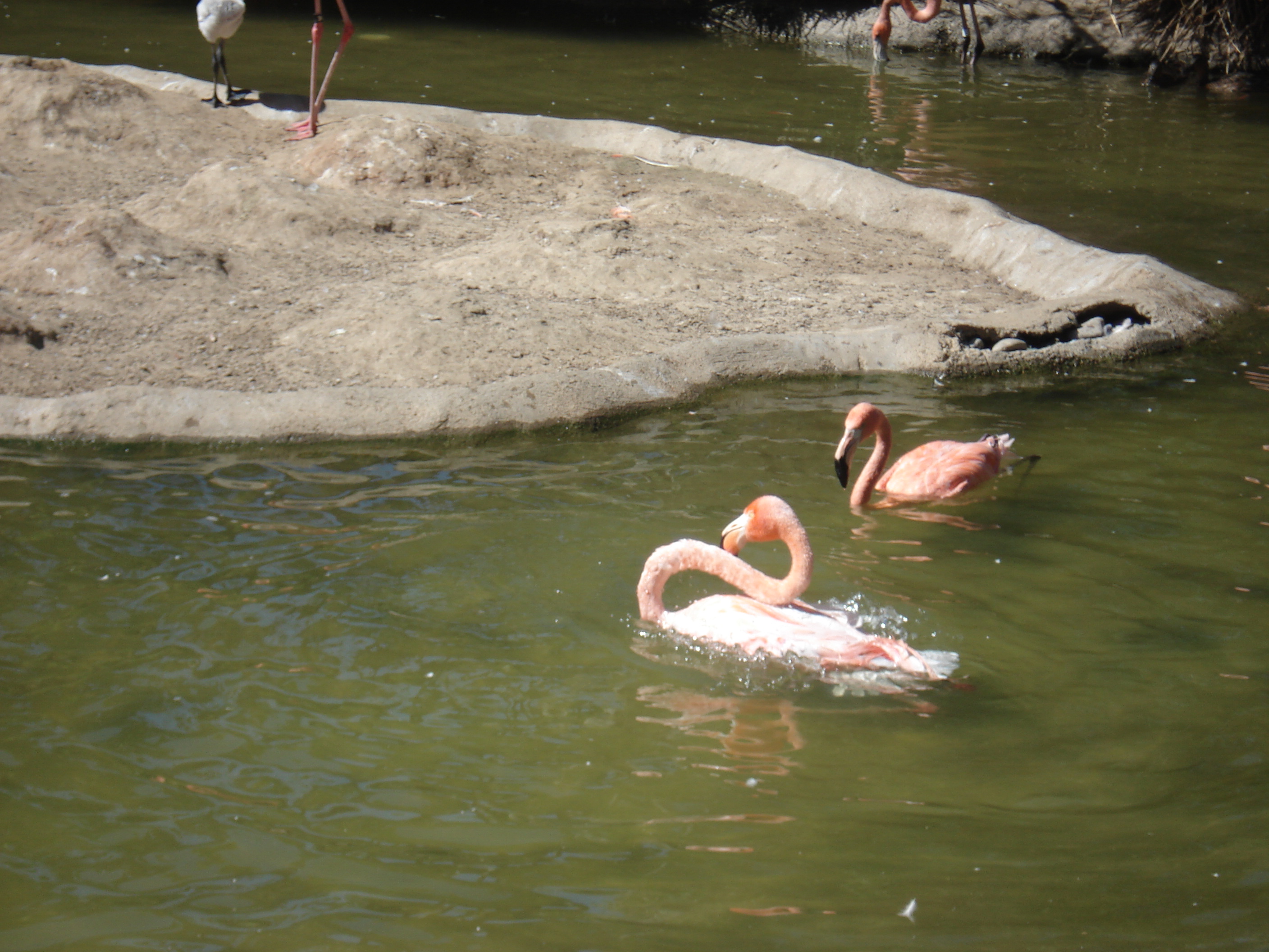 Flamingos have crazy necks
