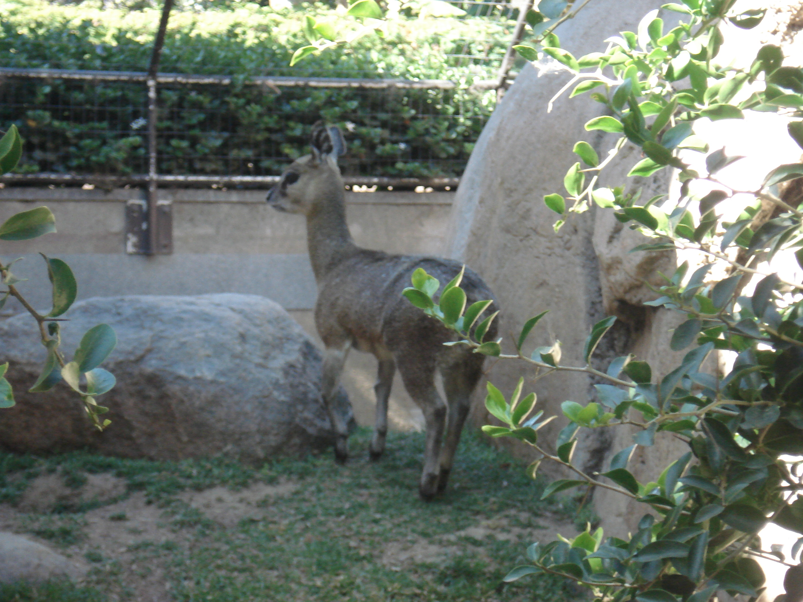 Some kind of herbivore