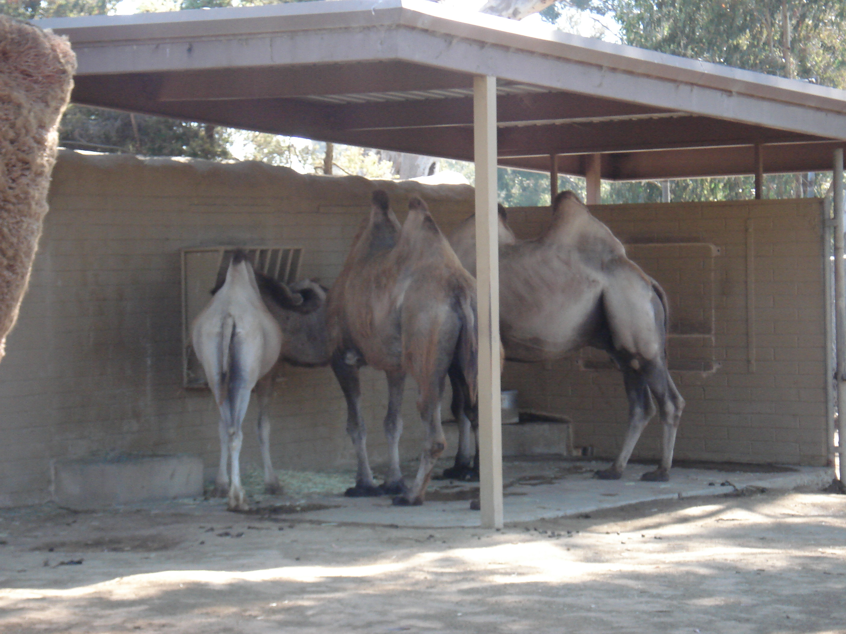 Camels