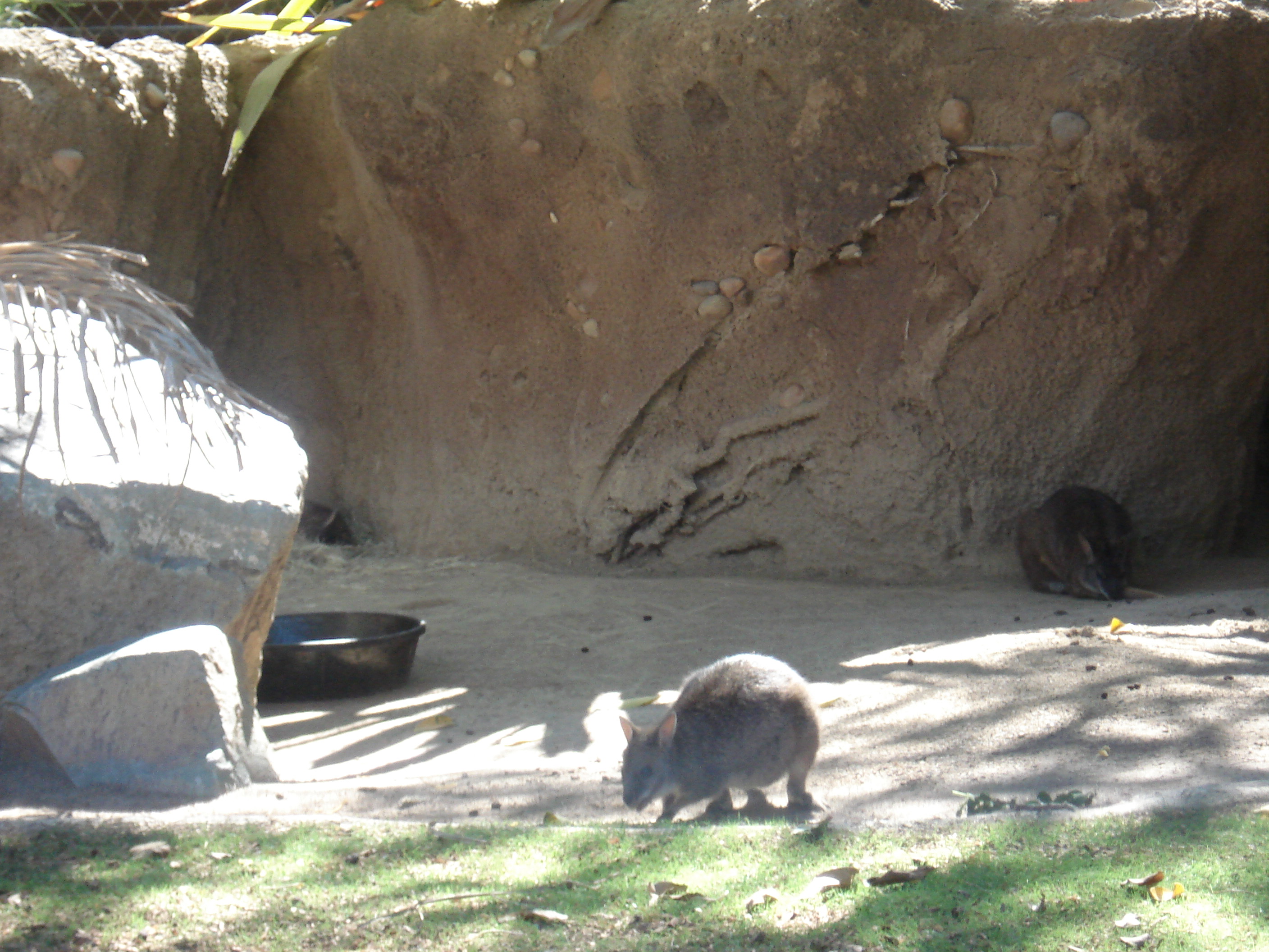 Wallaby