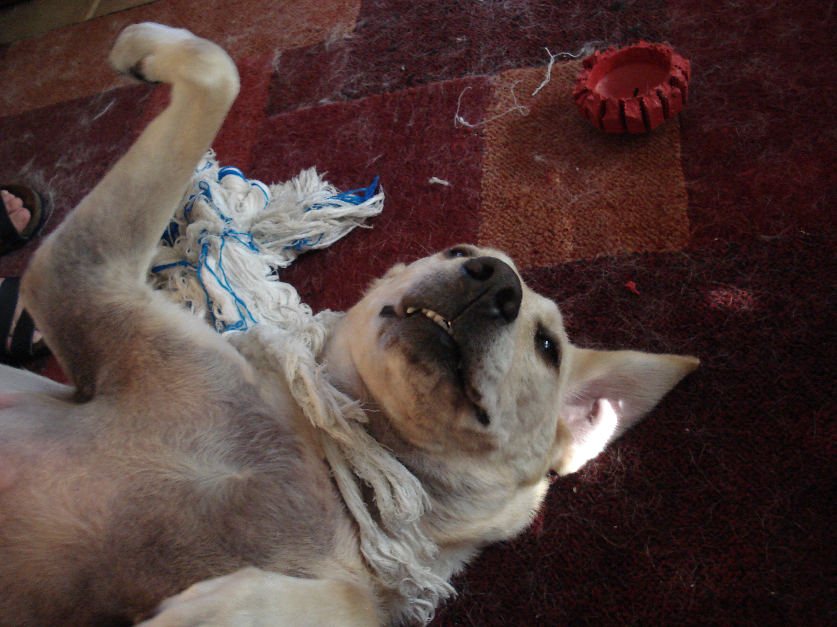 Why aren't you patting my belly?
