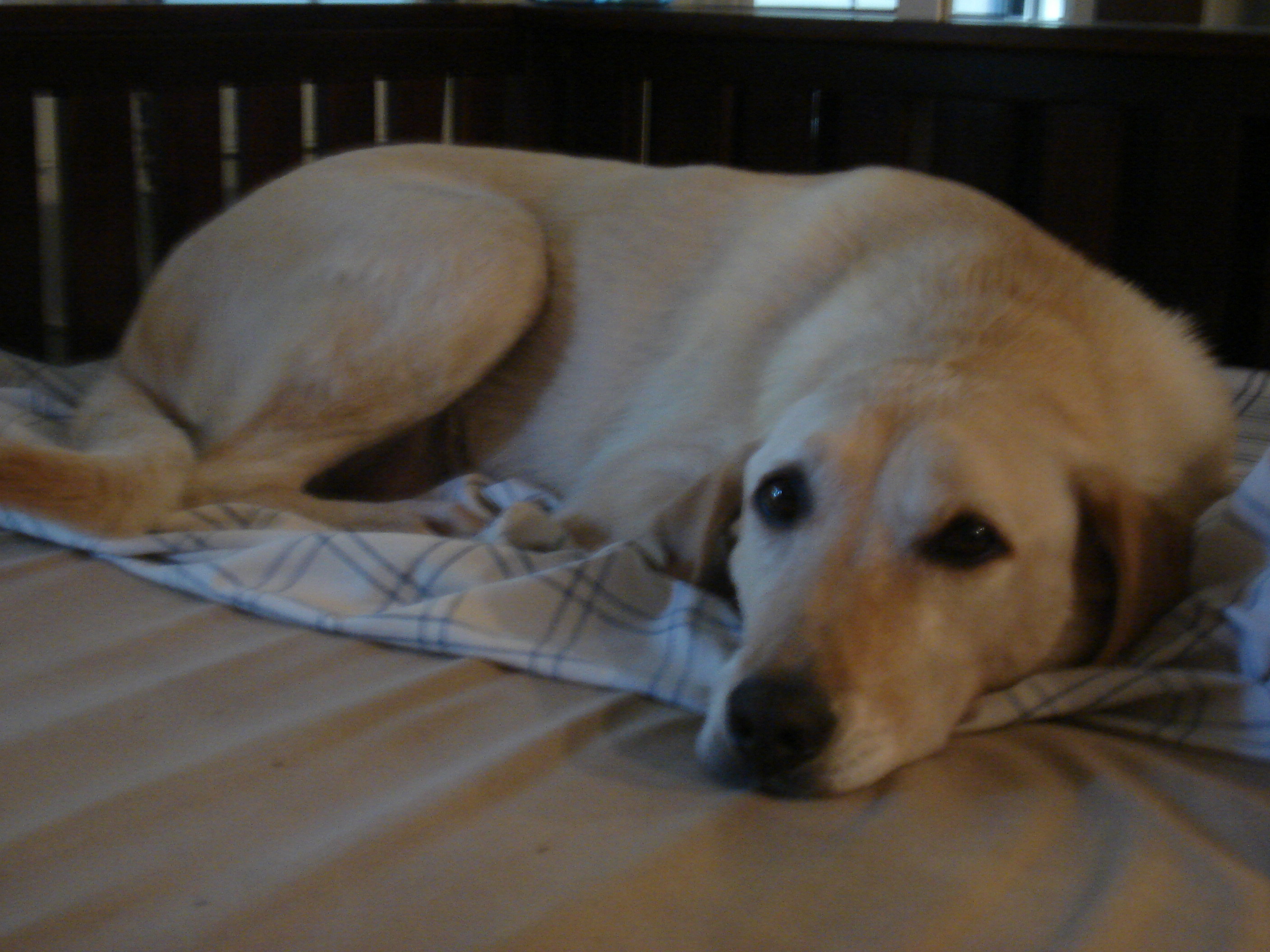 Boomer the yellow lab