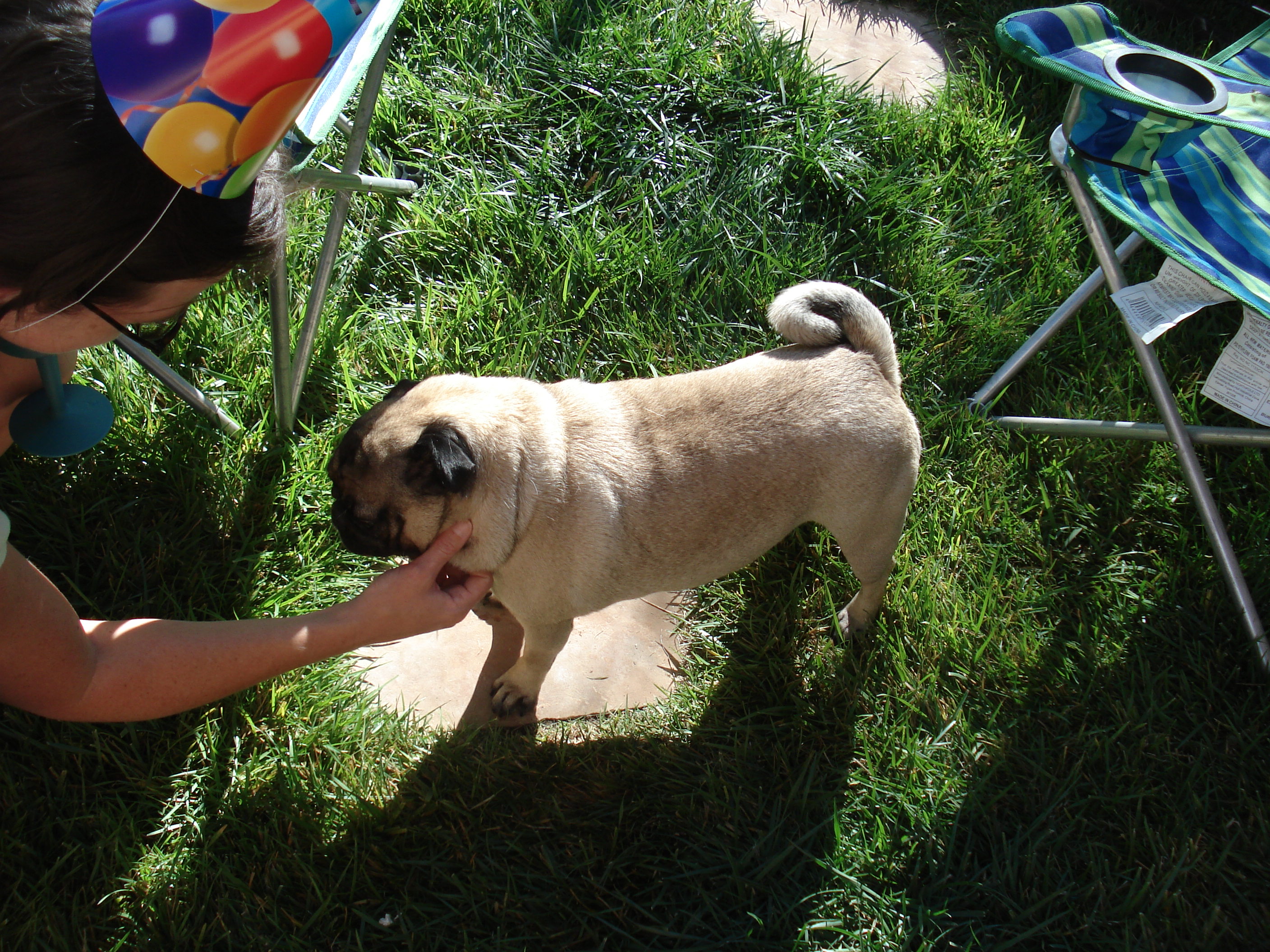 Leila the pug