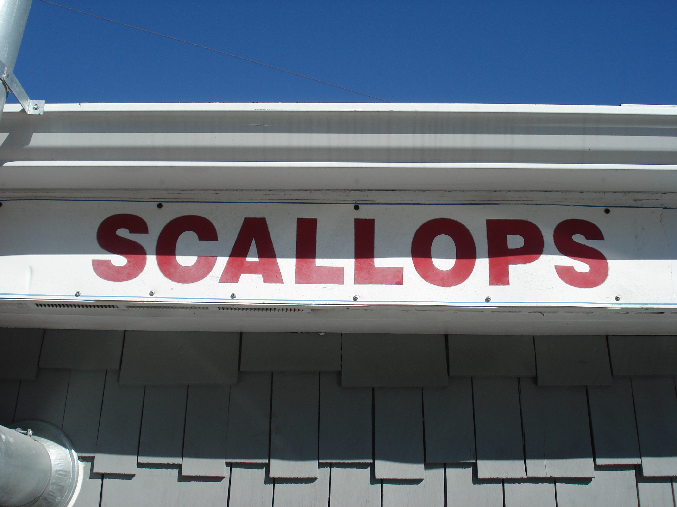 Scallops