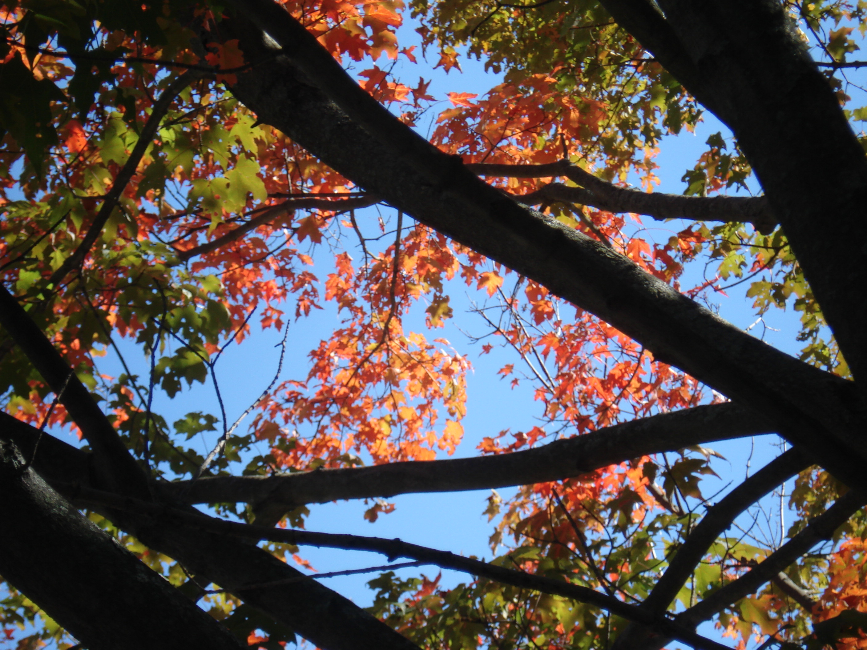 Autumn leaves in Ipswich