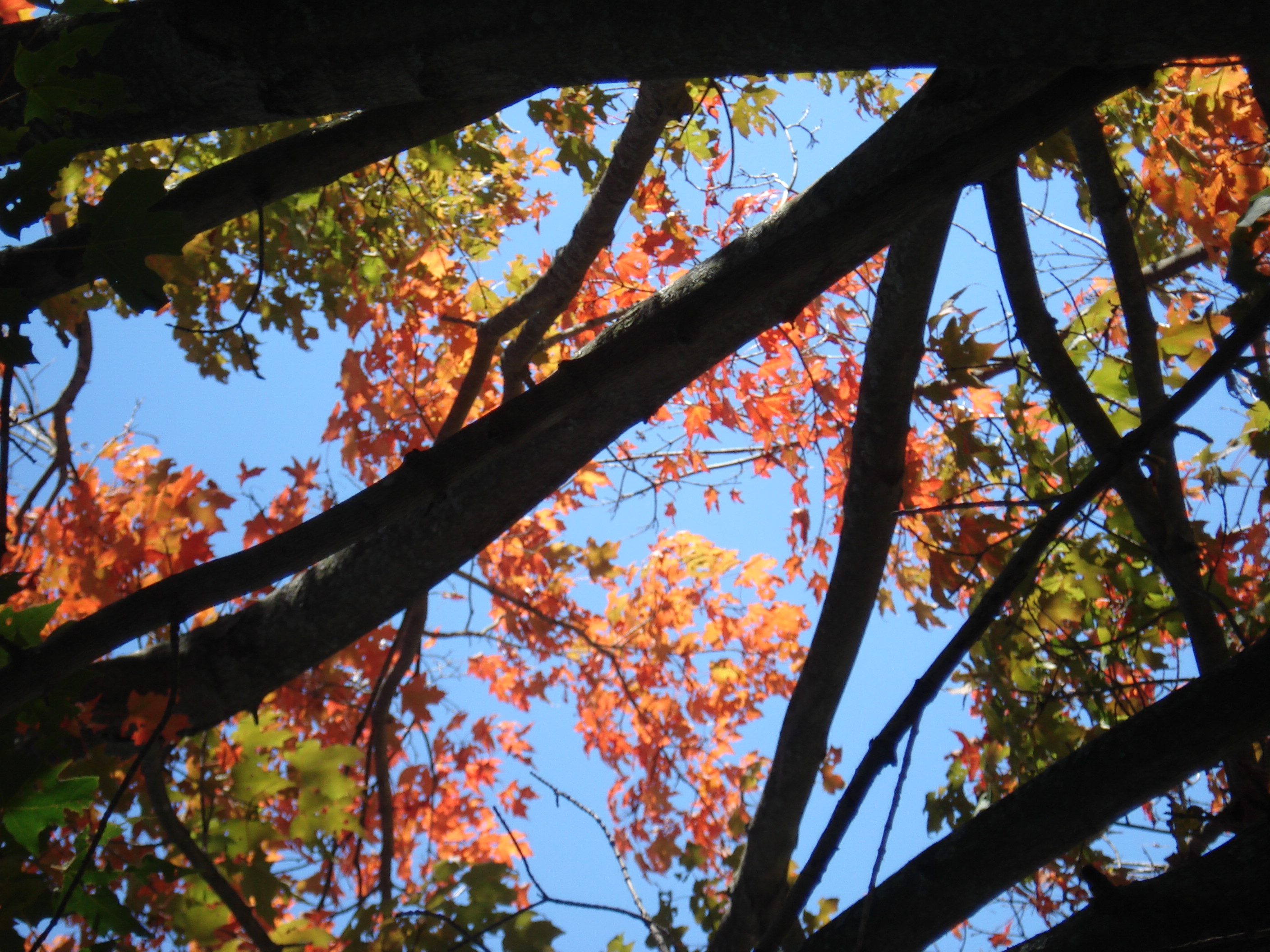 Autumn leaves