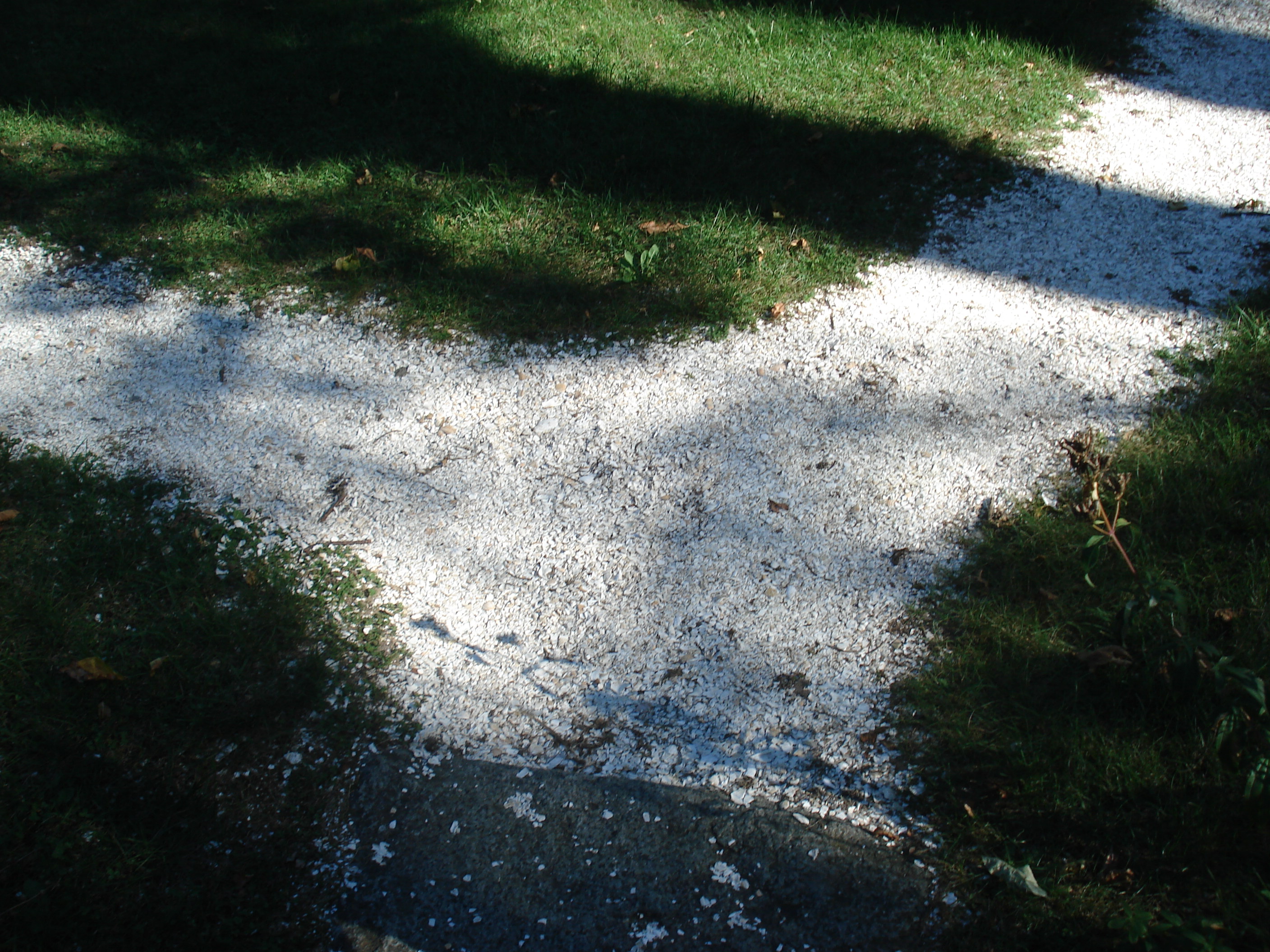Shell walk