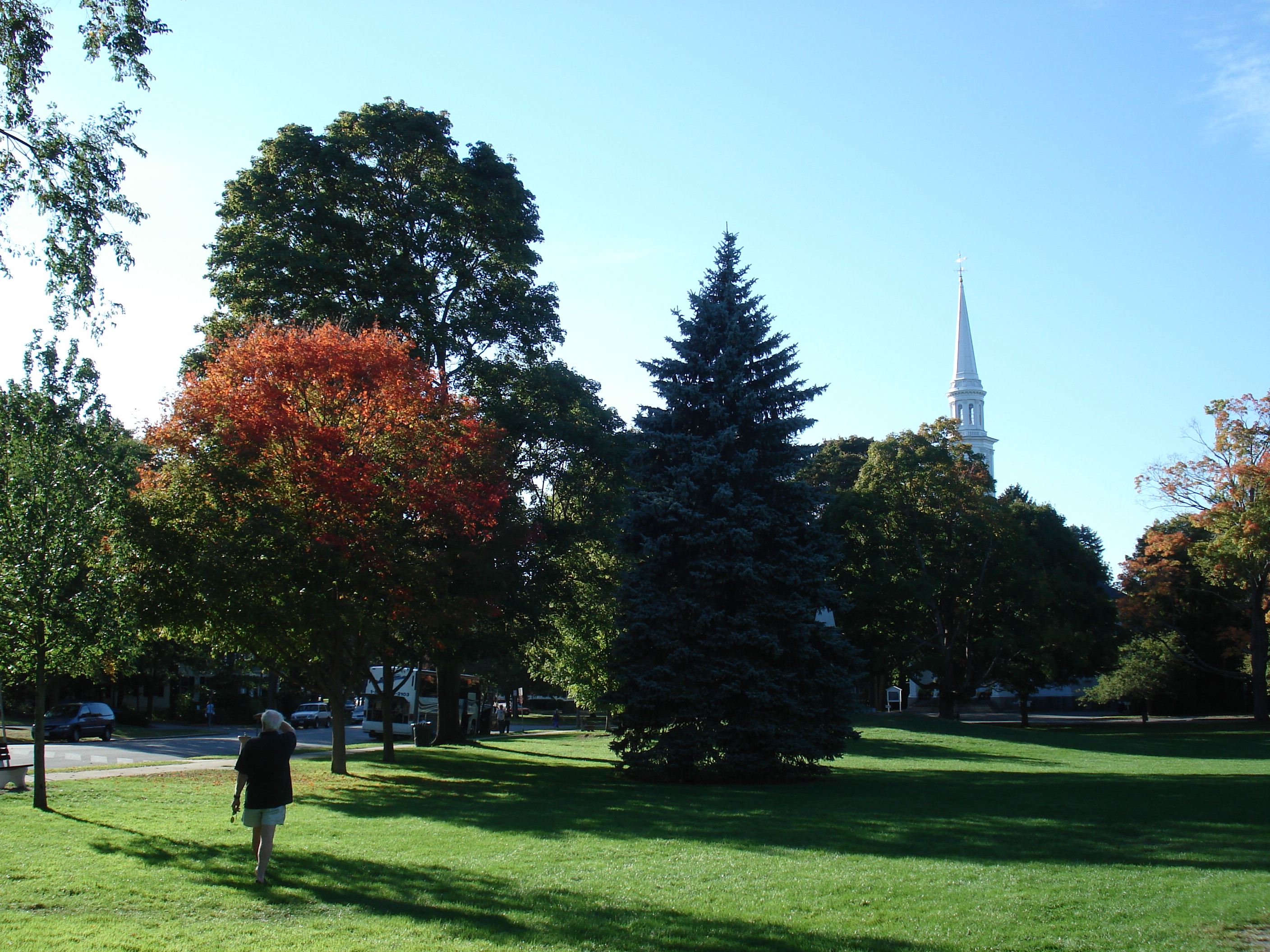 Trees on Lexington's battle green