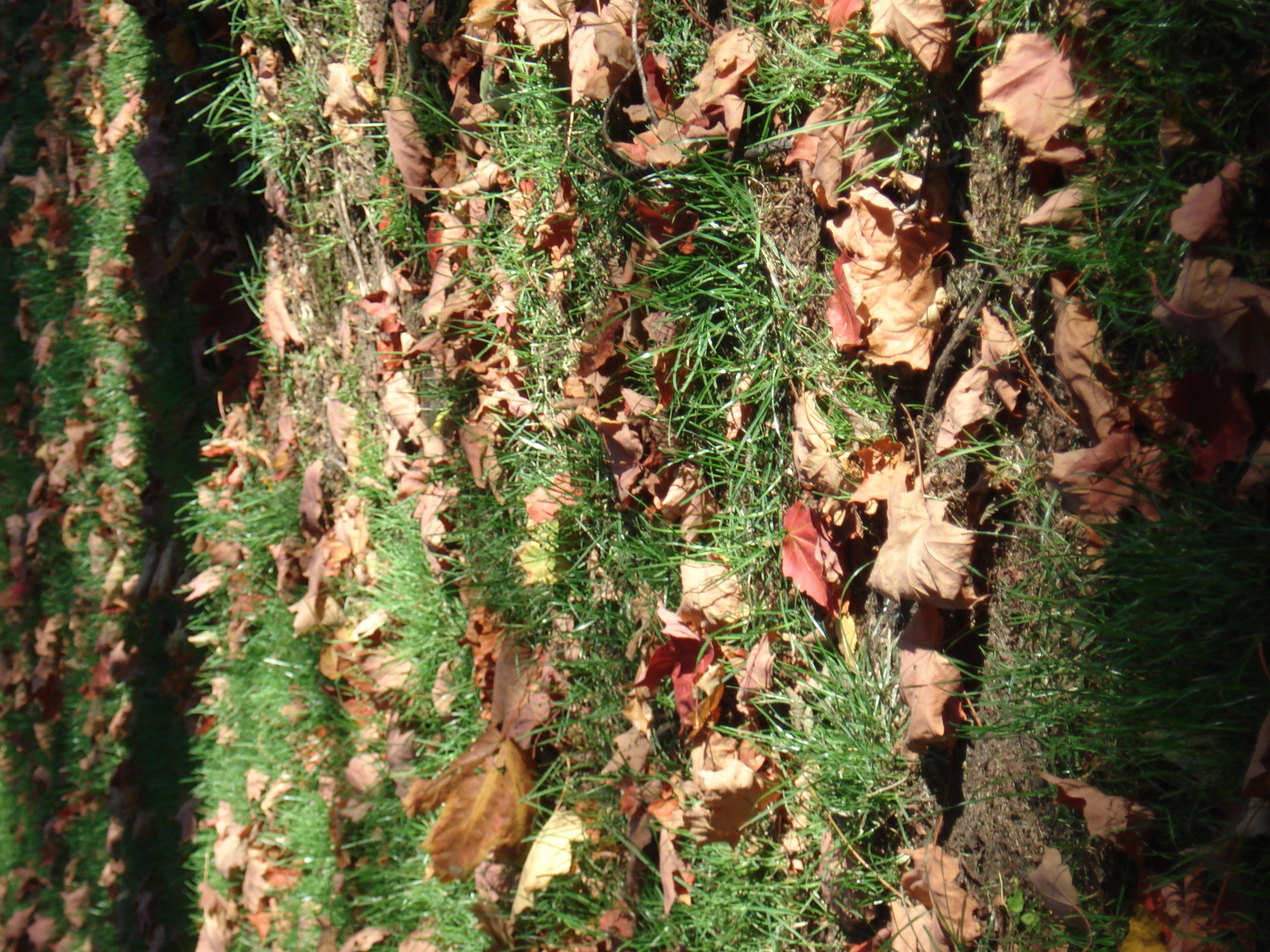 Autumn leaves in Lexington