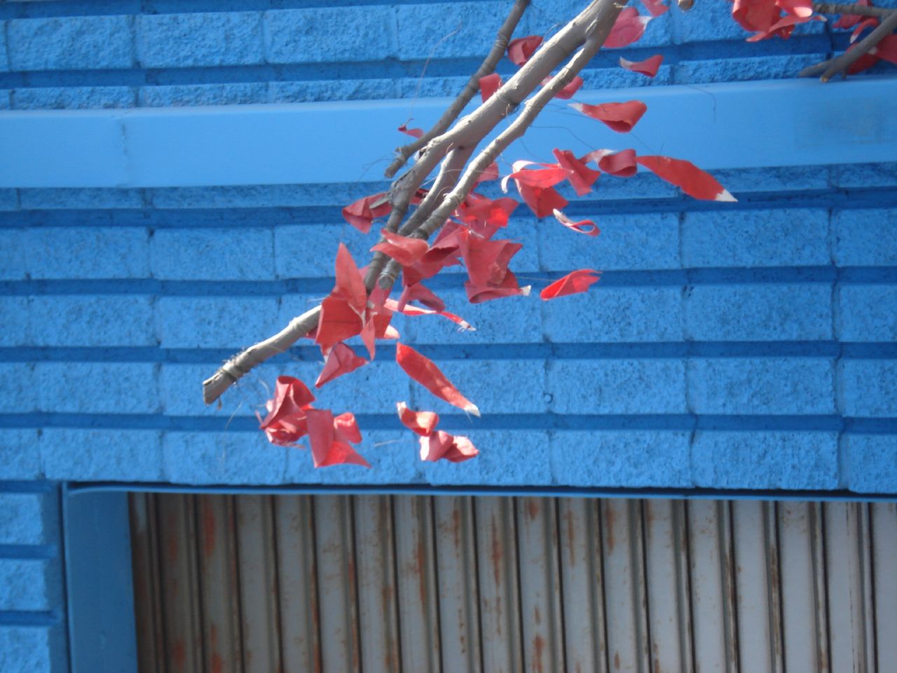 Autumn leaves
