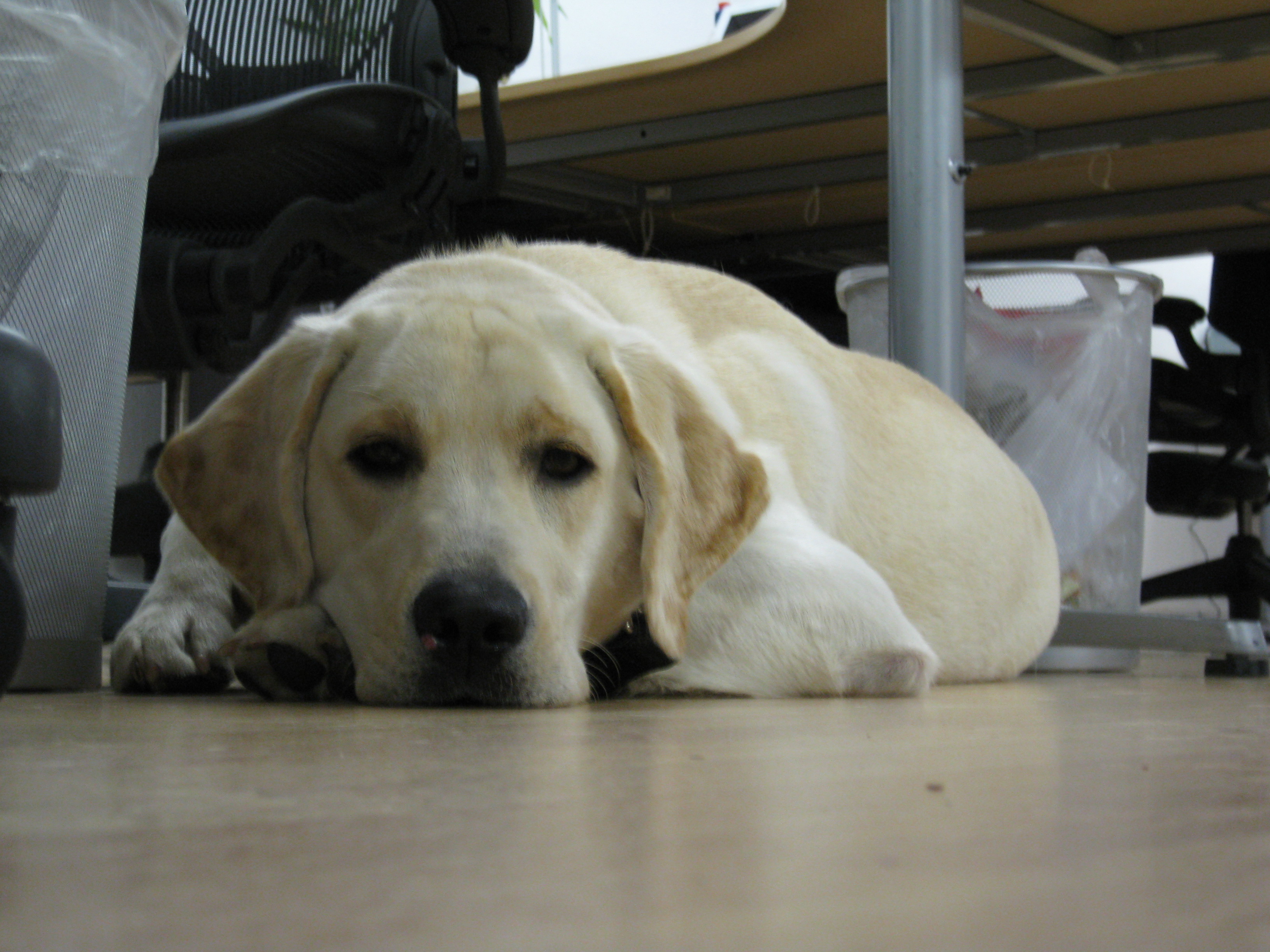 Cuker's doggie