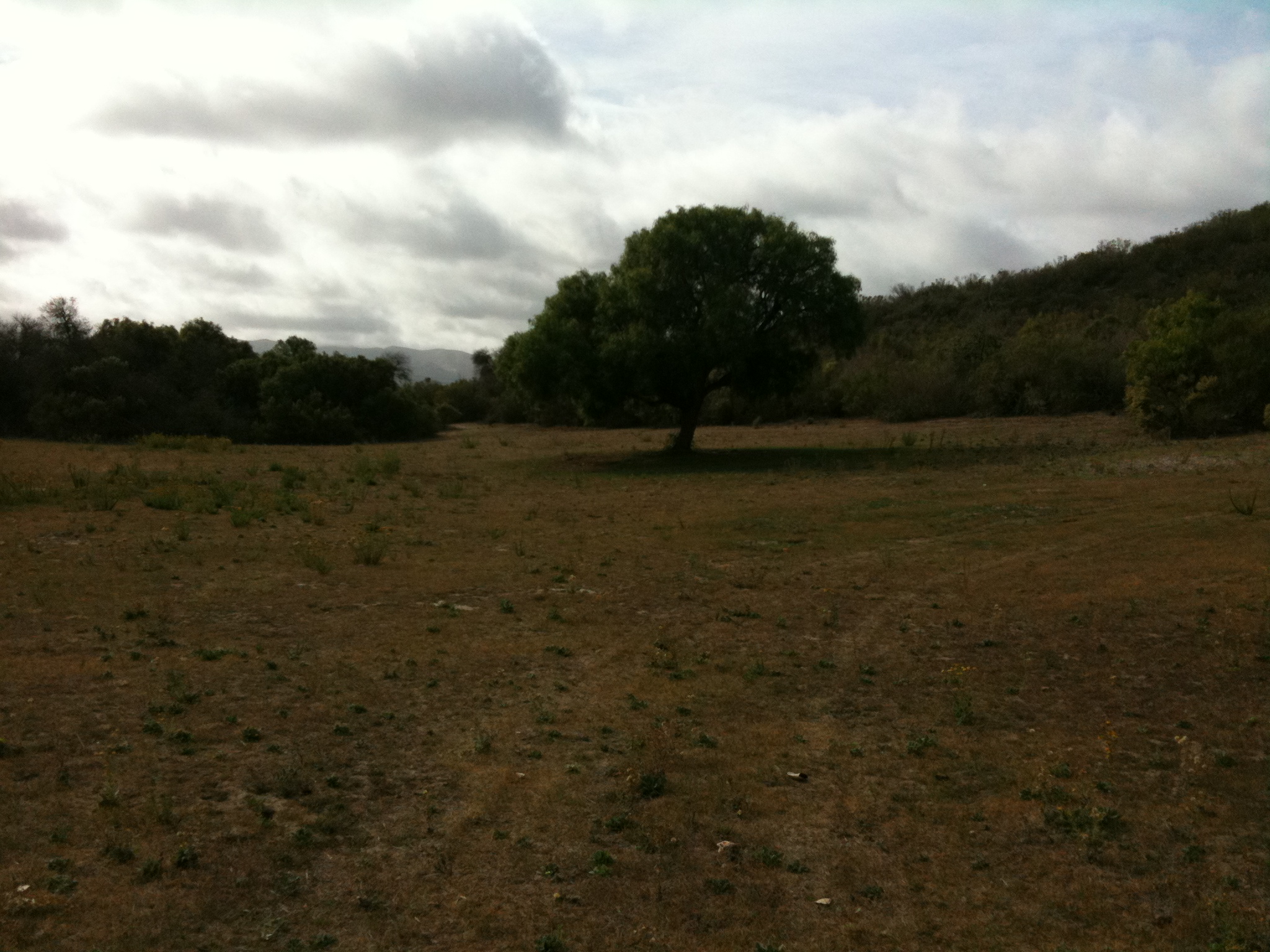 Tree at La Purisima