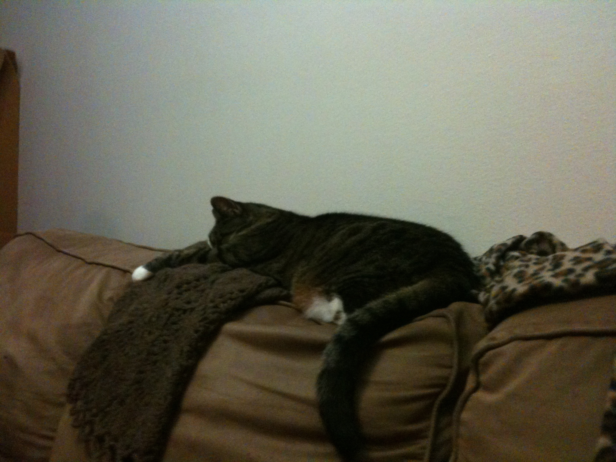 Pepper the kitty