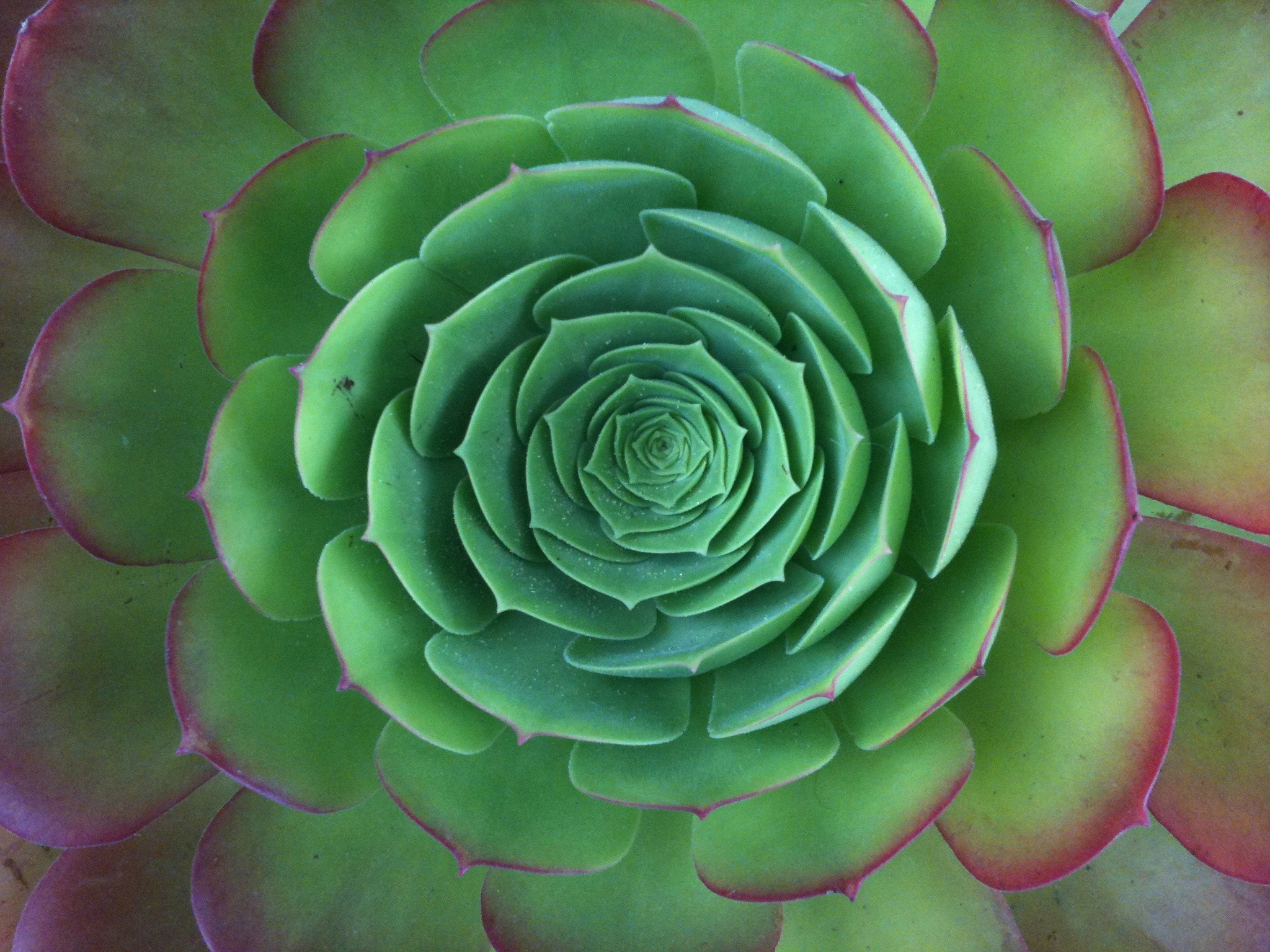 Echeveria