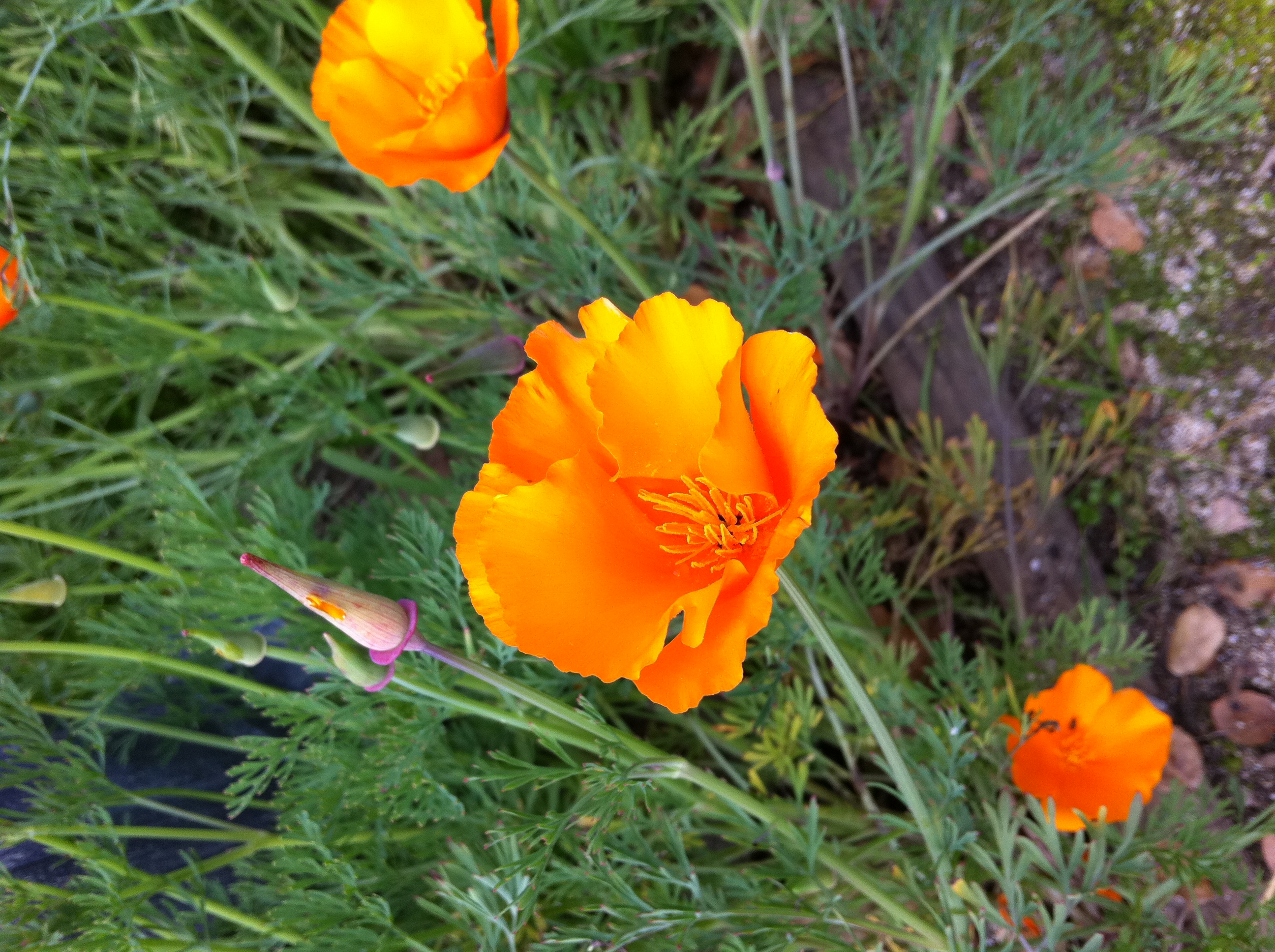 California Golden Poppy