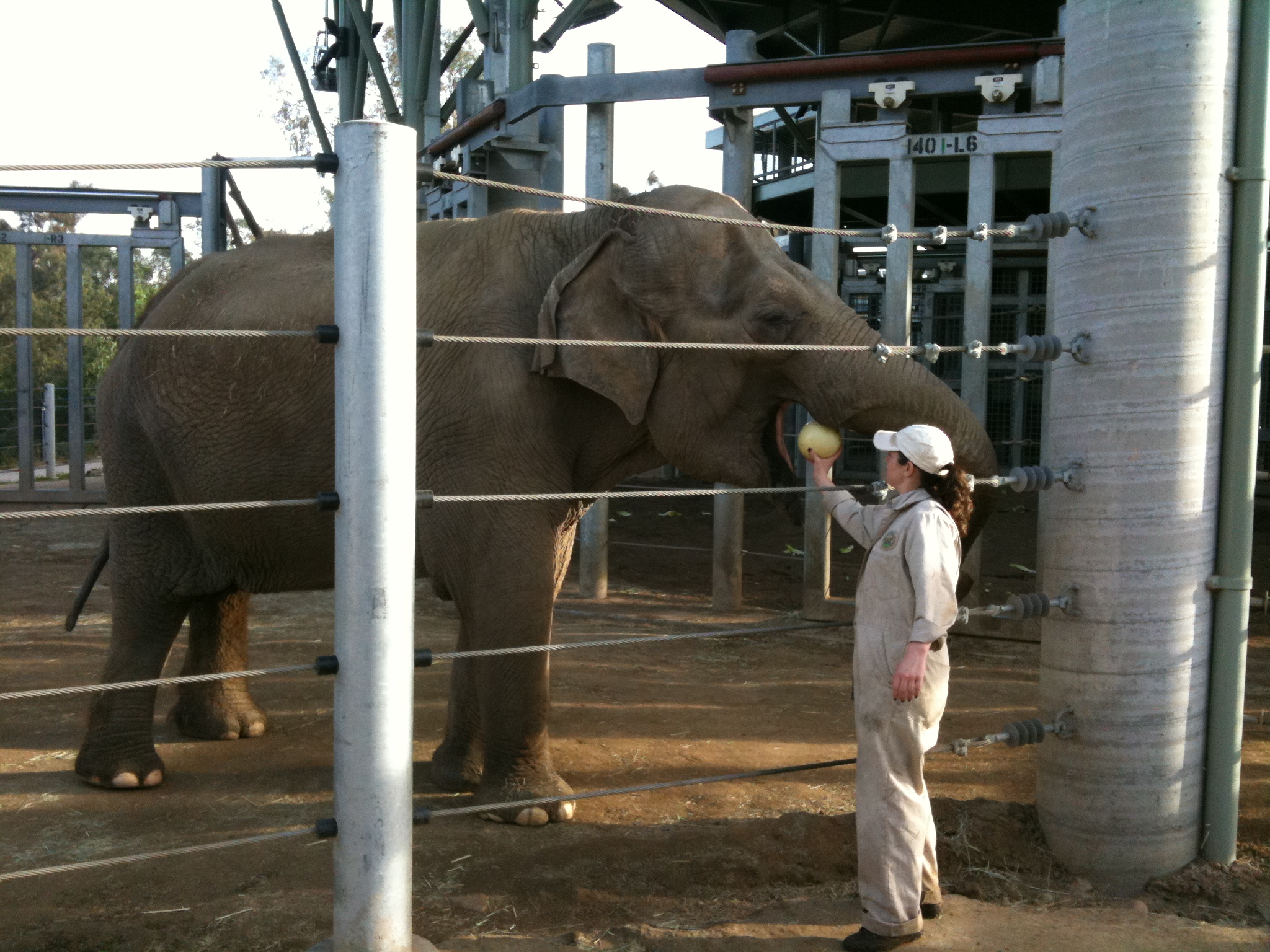 To treat the elephant's arthritis pain, they hollow out a honeydew melon and fill it with asprin.