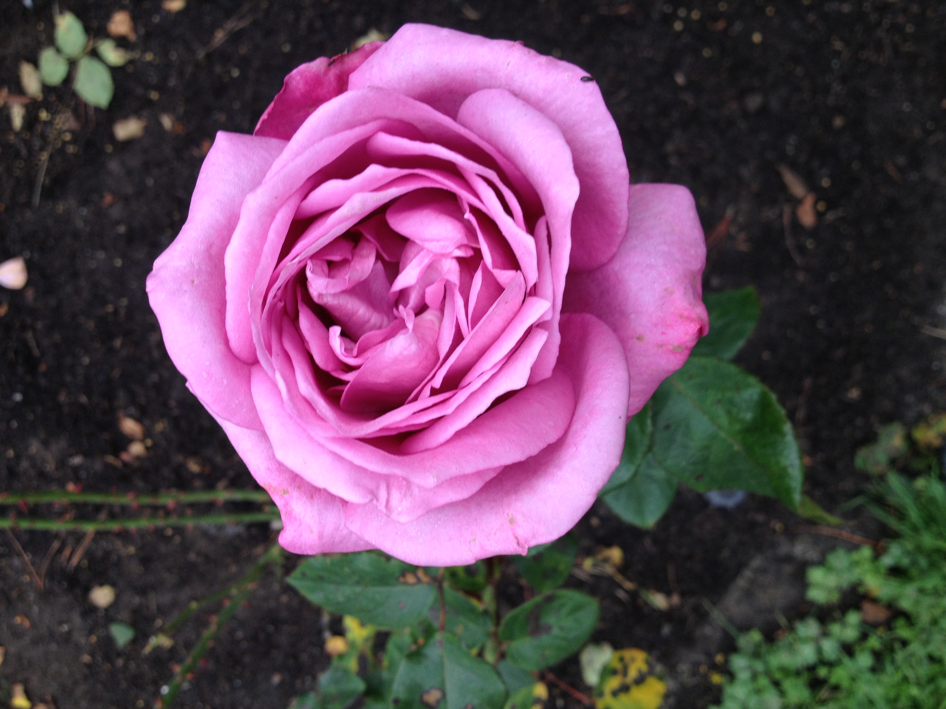 At GGP's rose garden