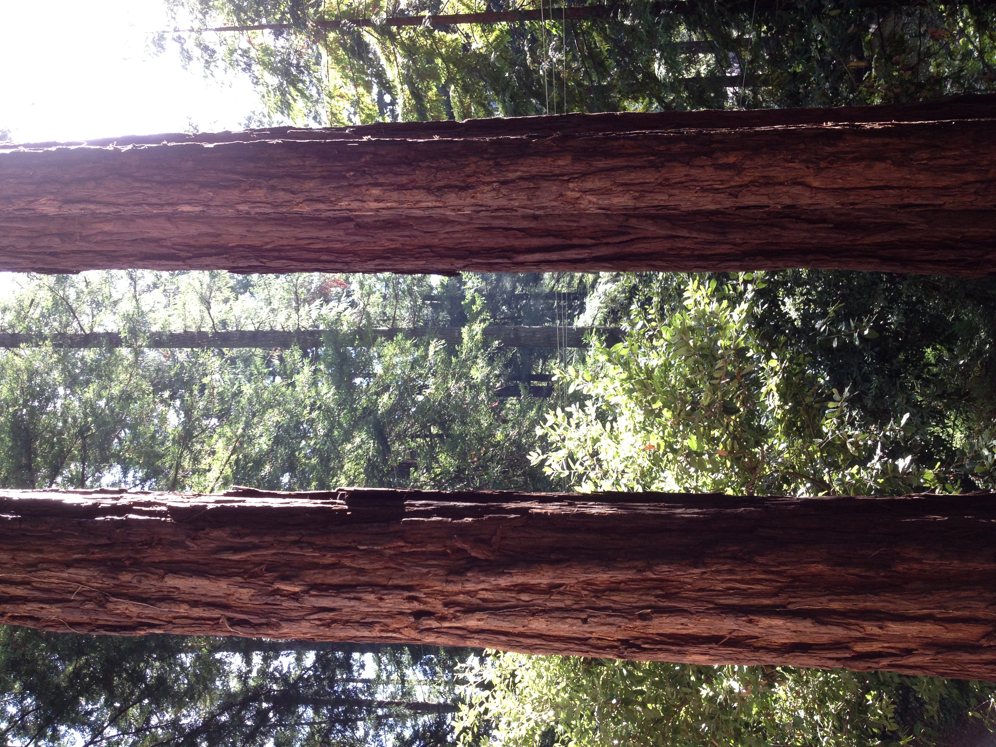 Redwoods