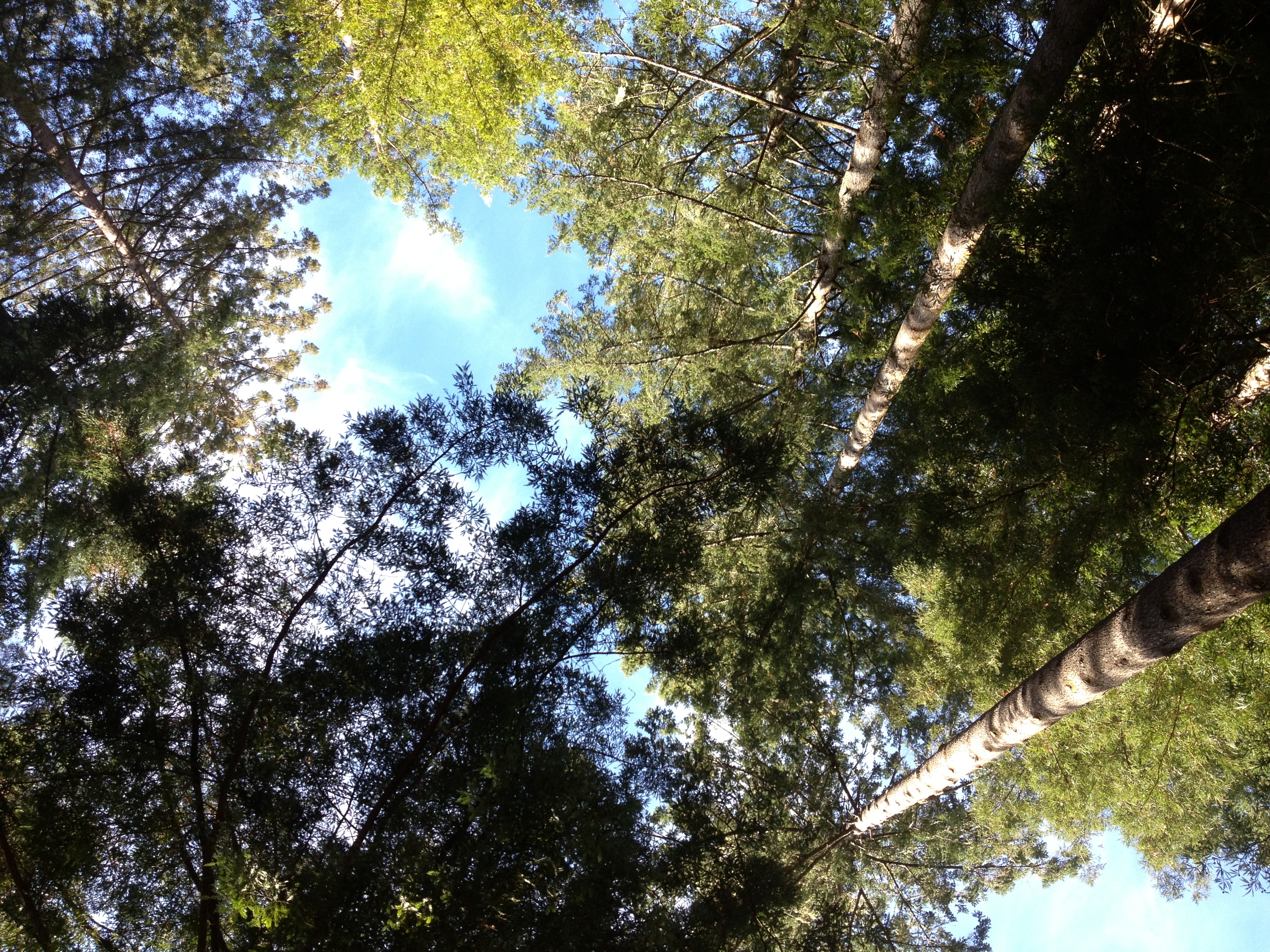 Redwoods