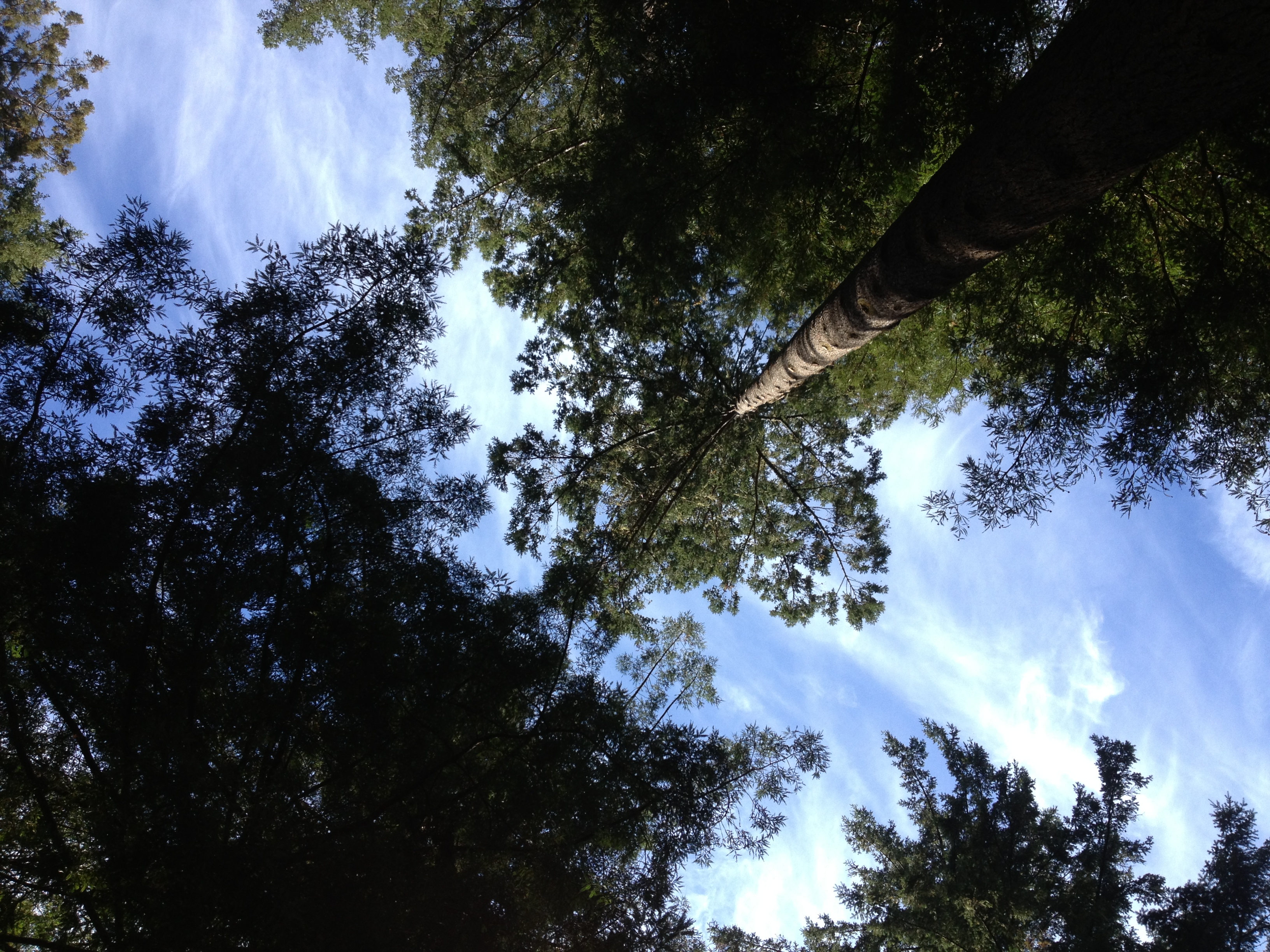 Redwoods