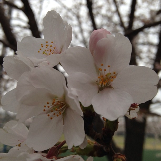 White cherry blossoms have just a touch of pink in their petals.