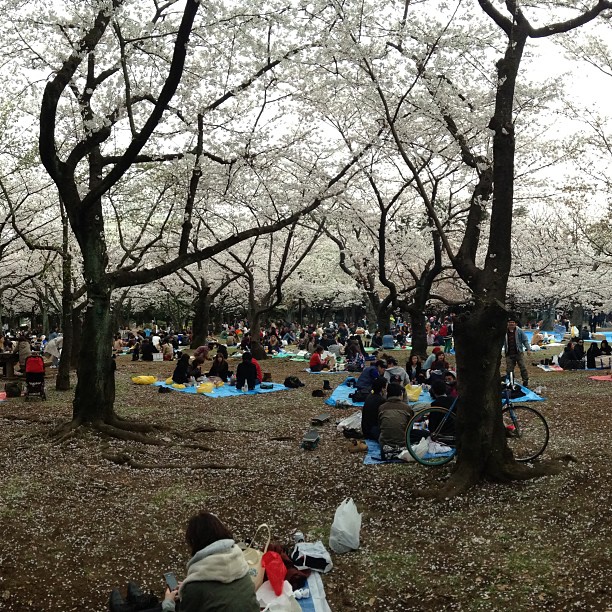 Oodles of people sit on blue tarps under cherry trees in Tokyo’s Yoyogi Park.
