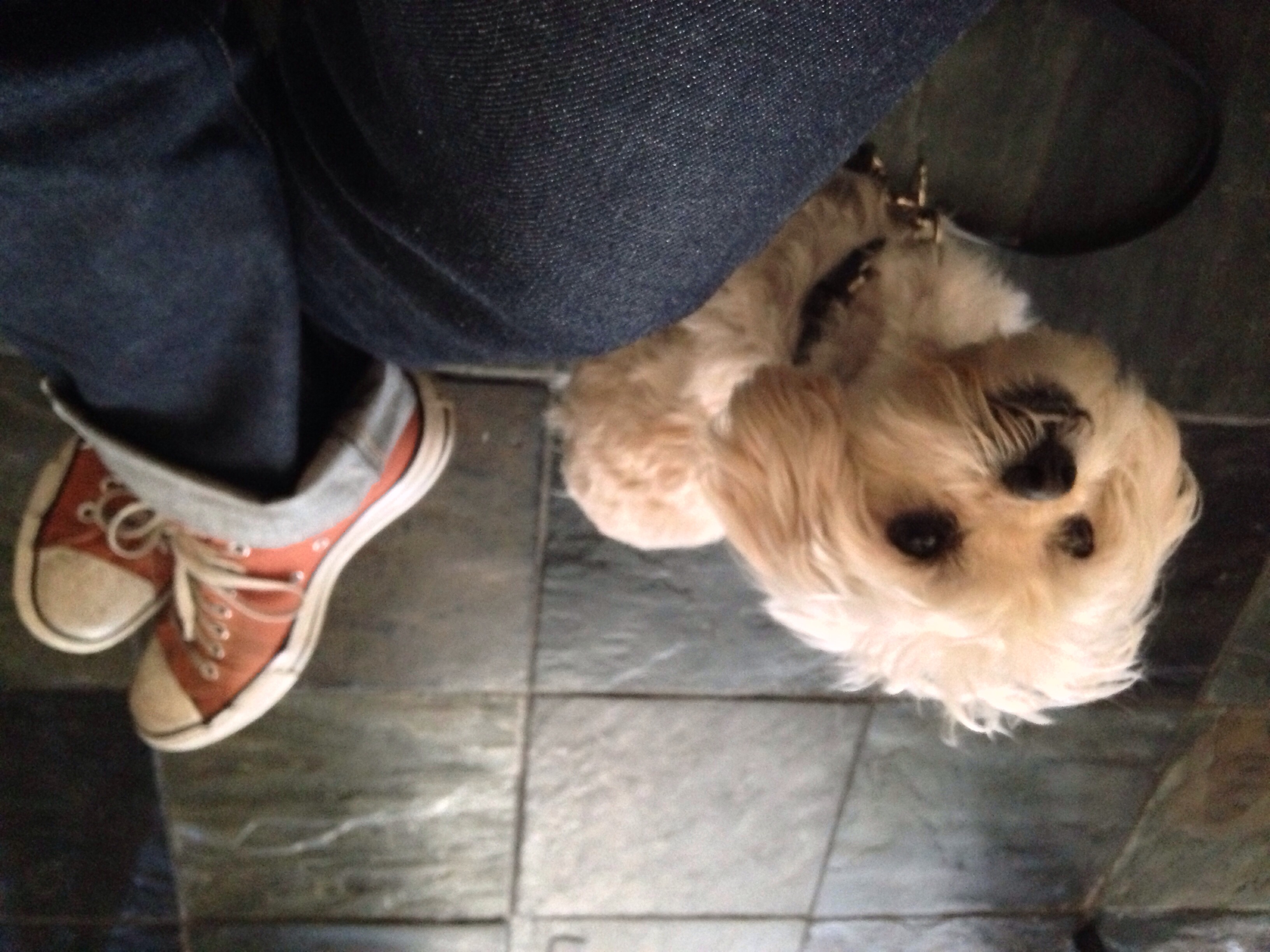 A day with Rusty