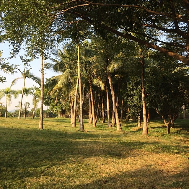 Golden sunlight illuminates a field with many trees in it.