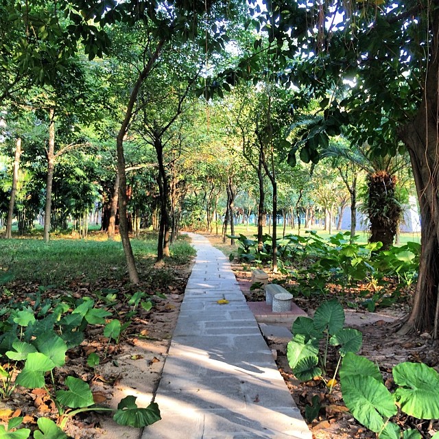 A paved pedestrian path cuts through a park.