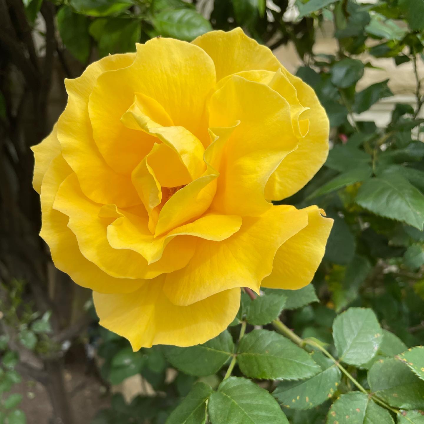 A yellow rose.