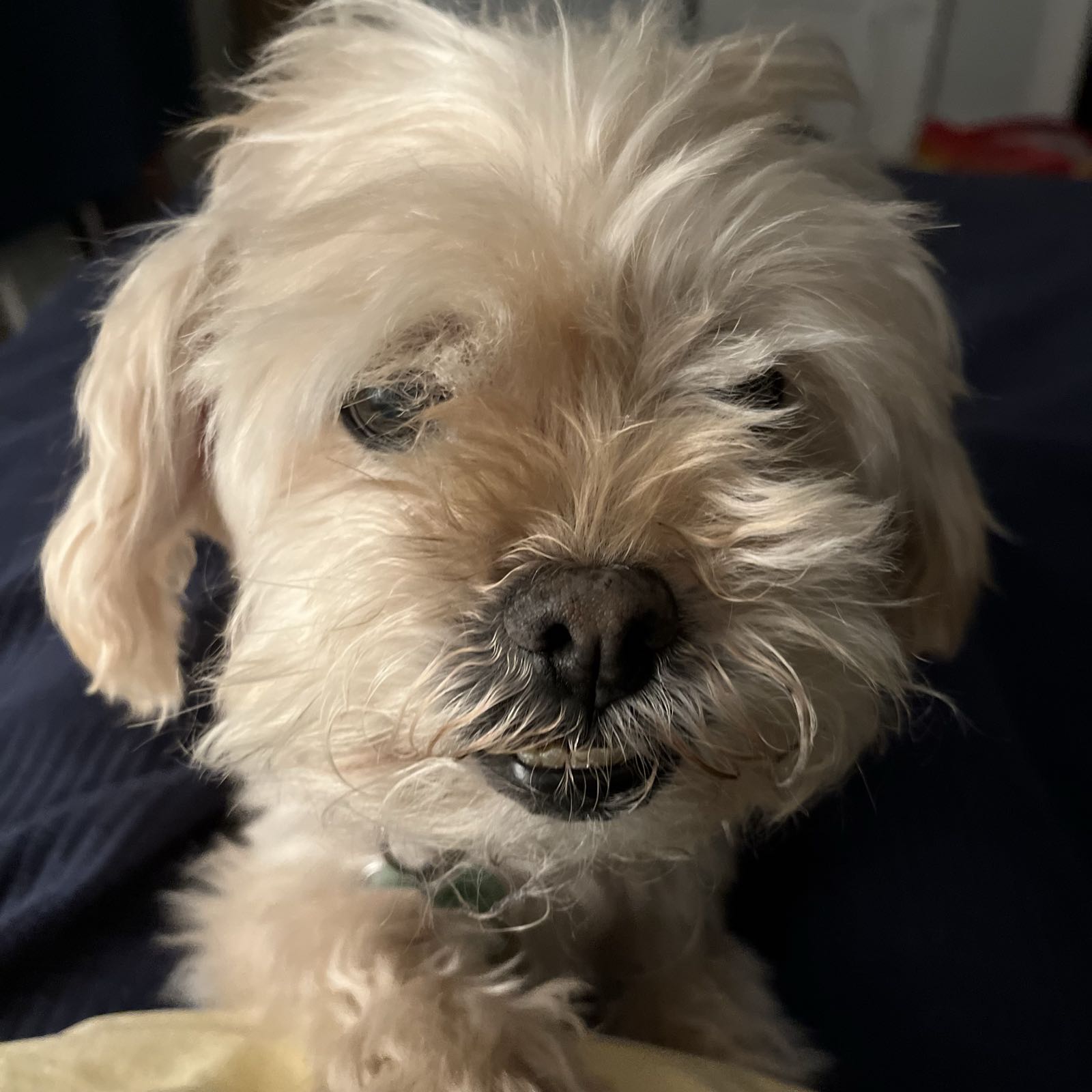 A close-up of a dog’s face.