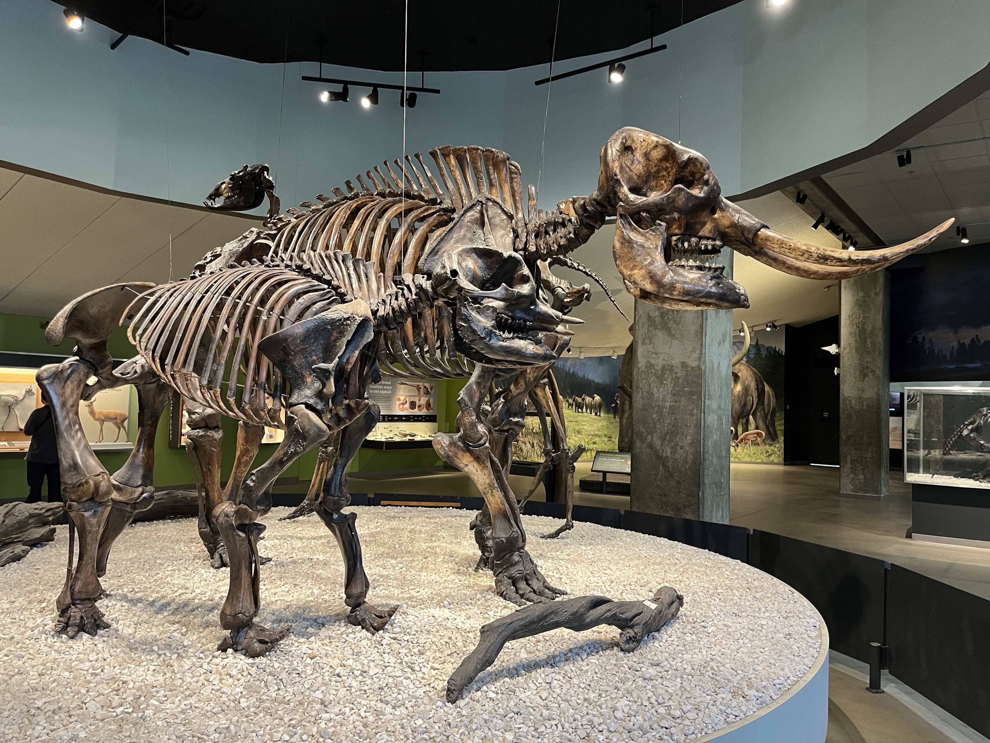 Skeleton of a large, four-legged mammal. The skull has two large tusks sticking out of it.