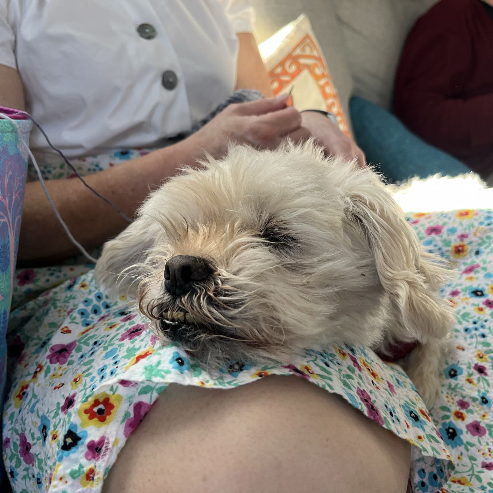 A dog rests his head on a woman’s knee.