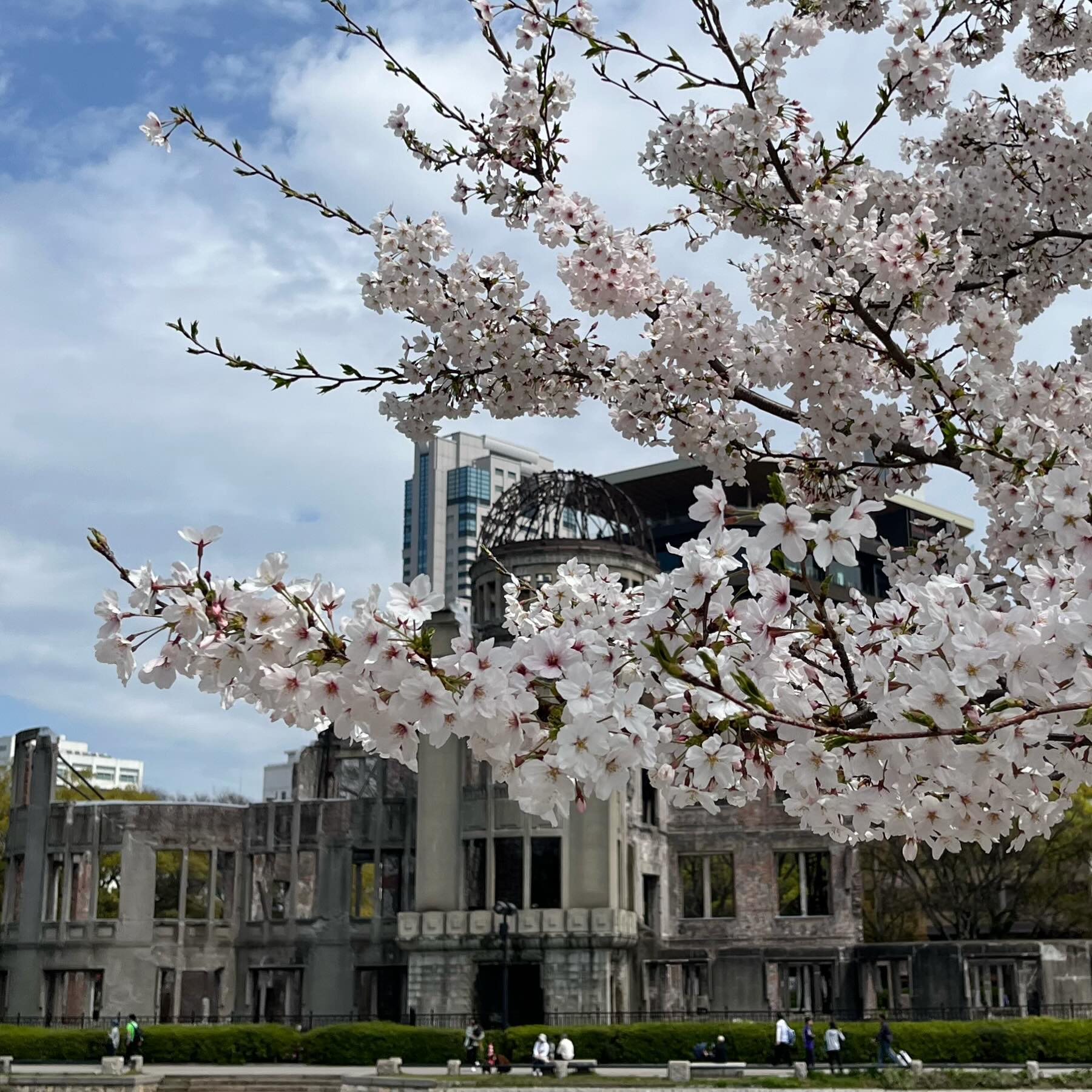 The Genbaku Dome in Hiroshima is framed by the flowering leaves of a cherry blossom tree.