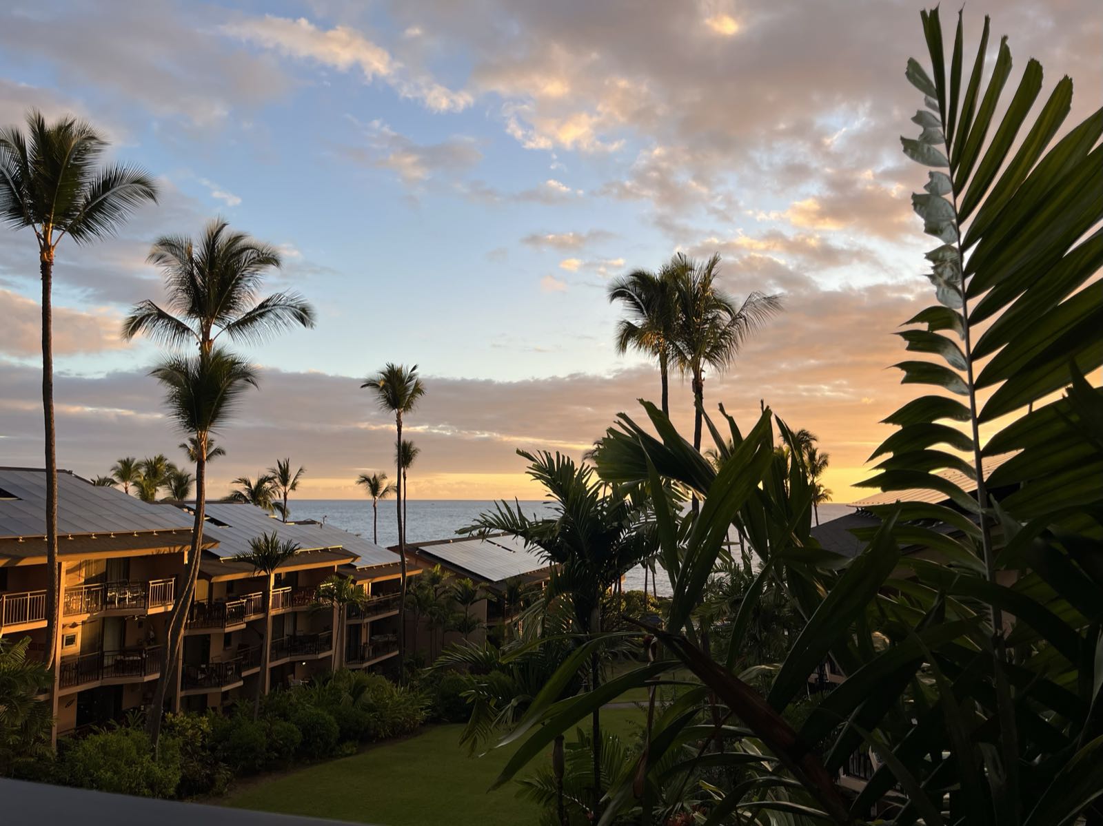 A sunset is obscured by tropical trees.
Above the trees, a cloudy sky.
In the left of the photo there are some buildings which are lit up by the setting sun.
