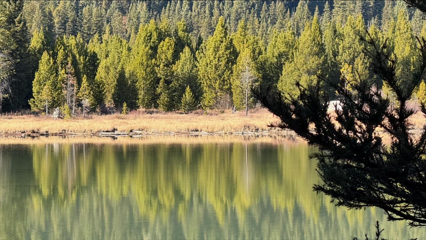 Pine tress line the far shore of a lake. Blurry reflections in the lake surface echo the greens of the trees.